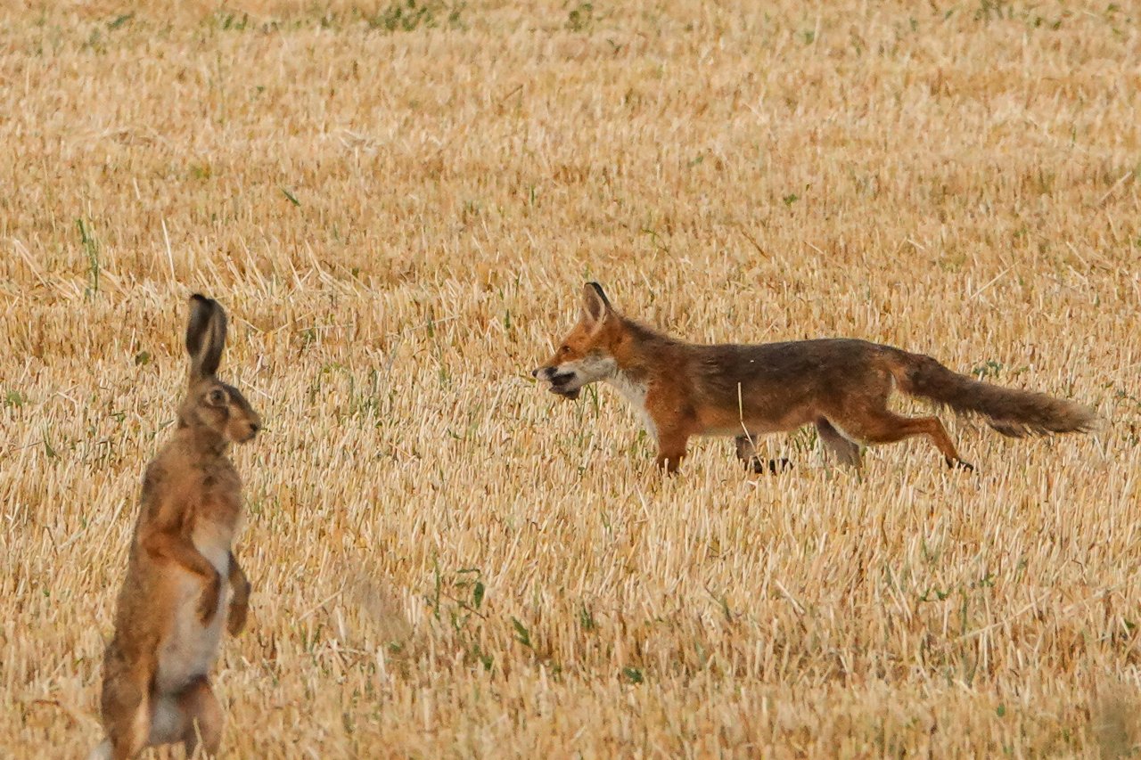 Fonds d'cran Animaux Renards 