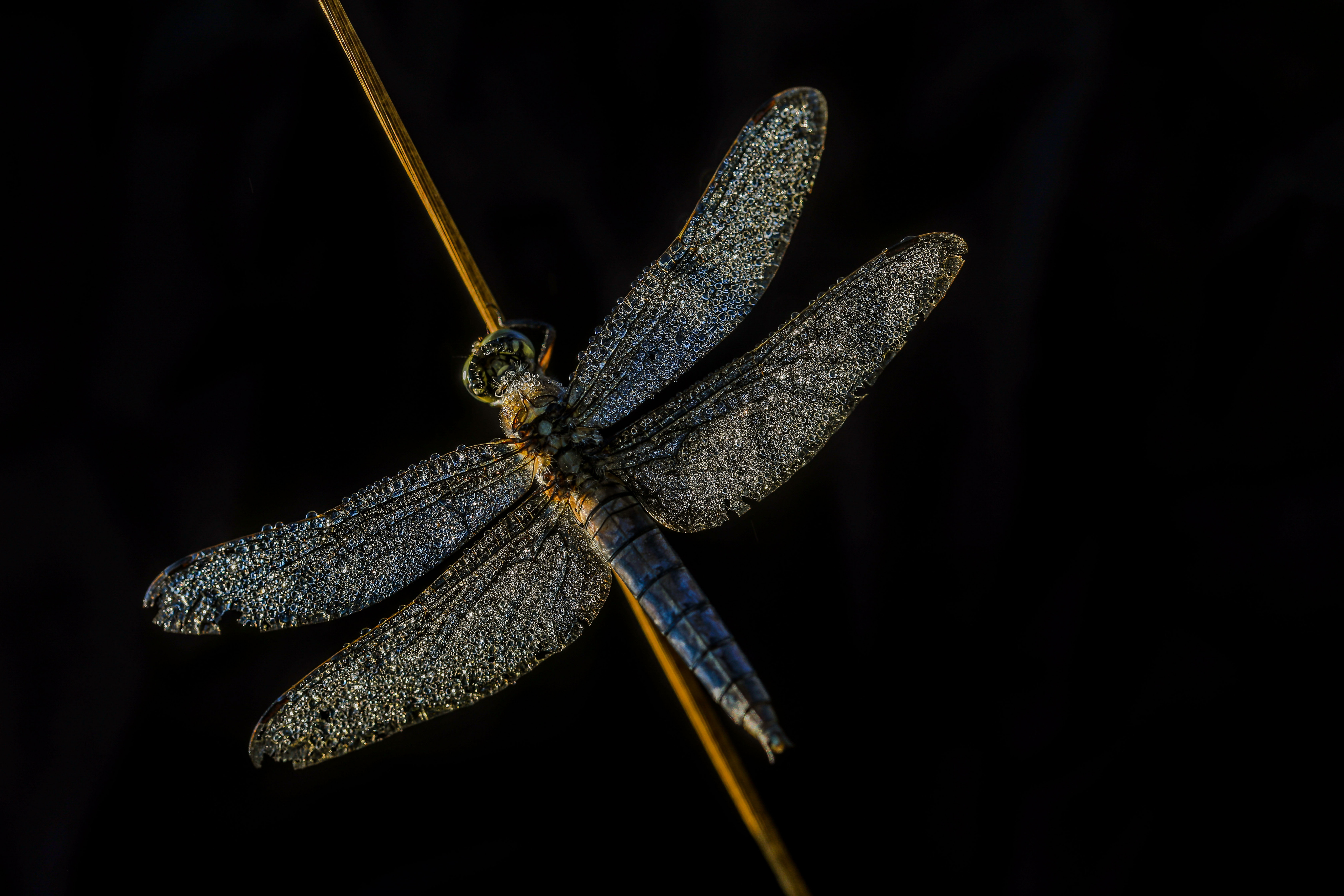 Fonds d'cran Animaux Insectes - Libellules 