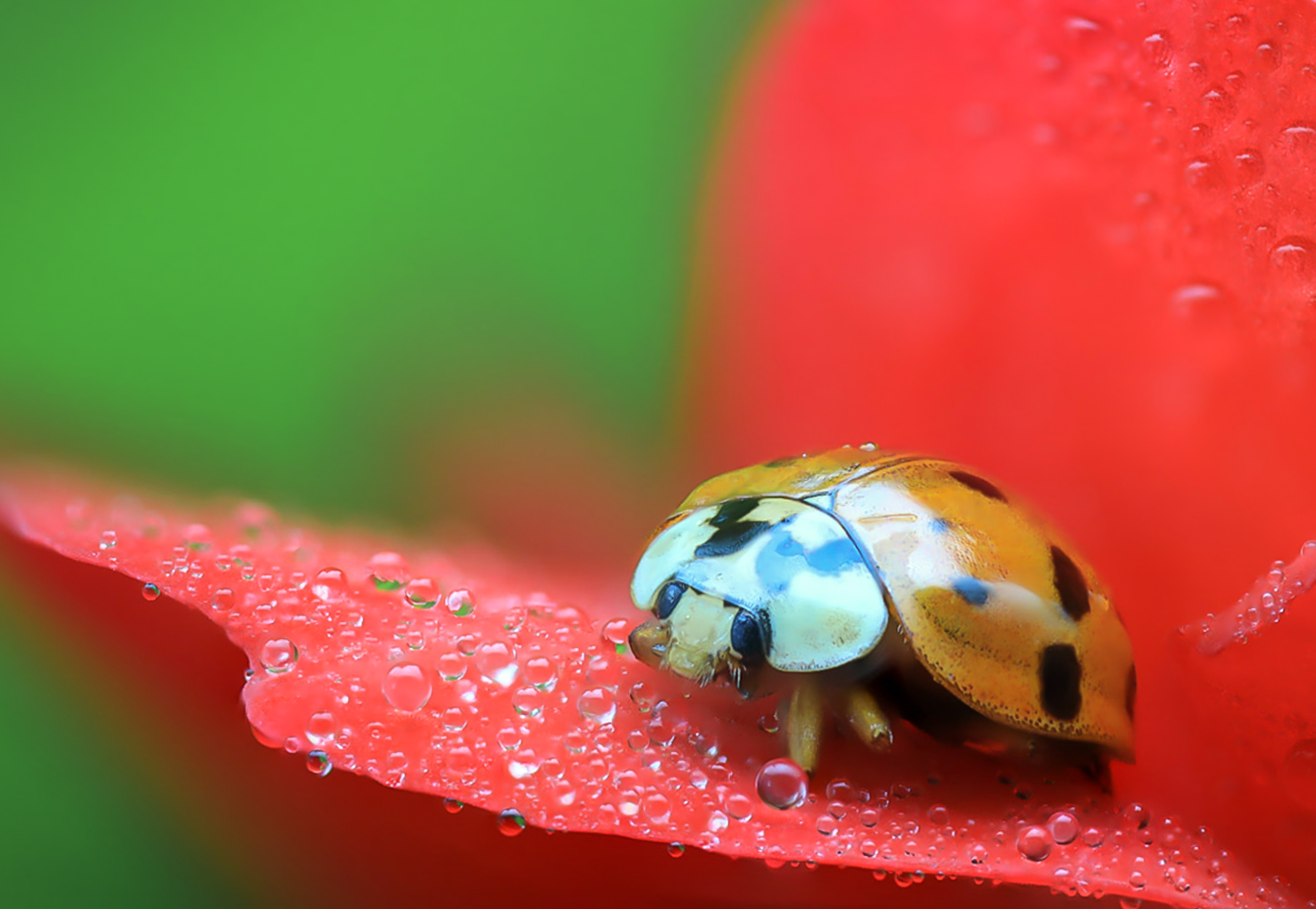 Wallpapers Animals Insects - Ladybugs 