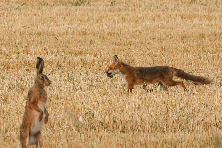 Fonds d'cran Animaux Renards Wallpaper N462376