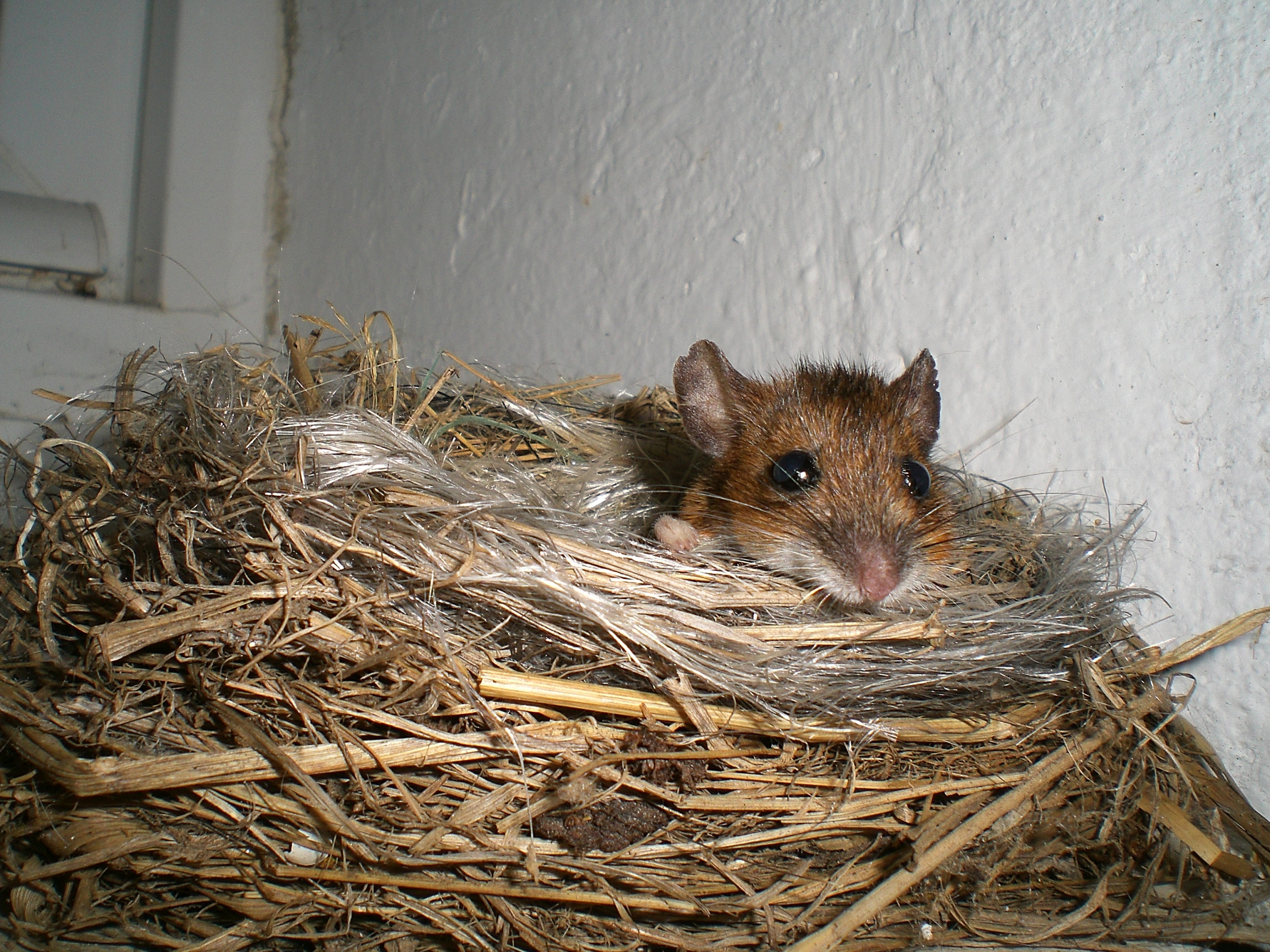 Fonds d'cran Animaux Rongeurs - Souris Coucou ! je suis l !