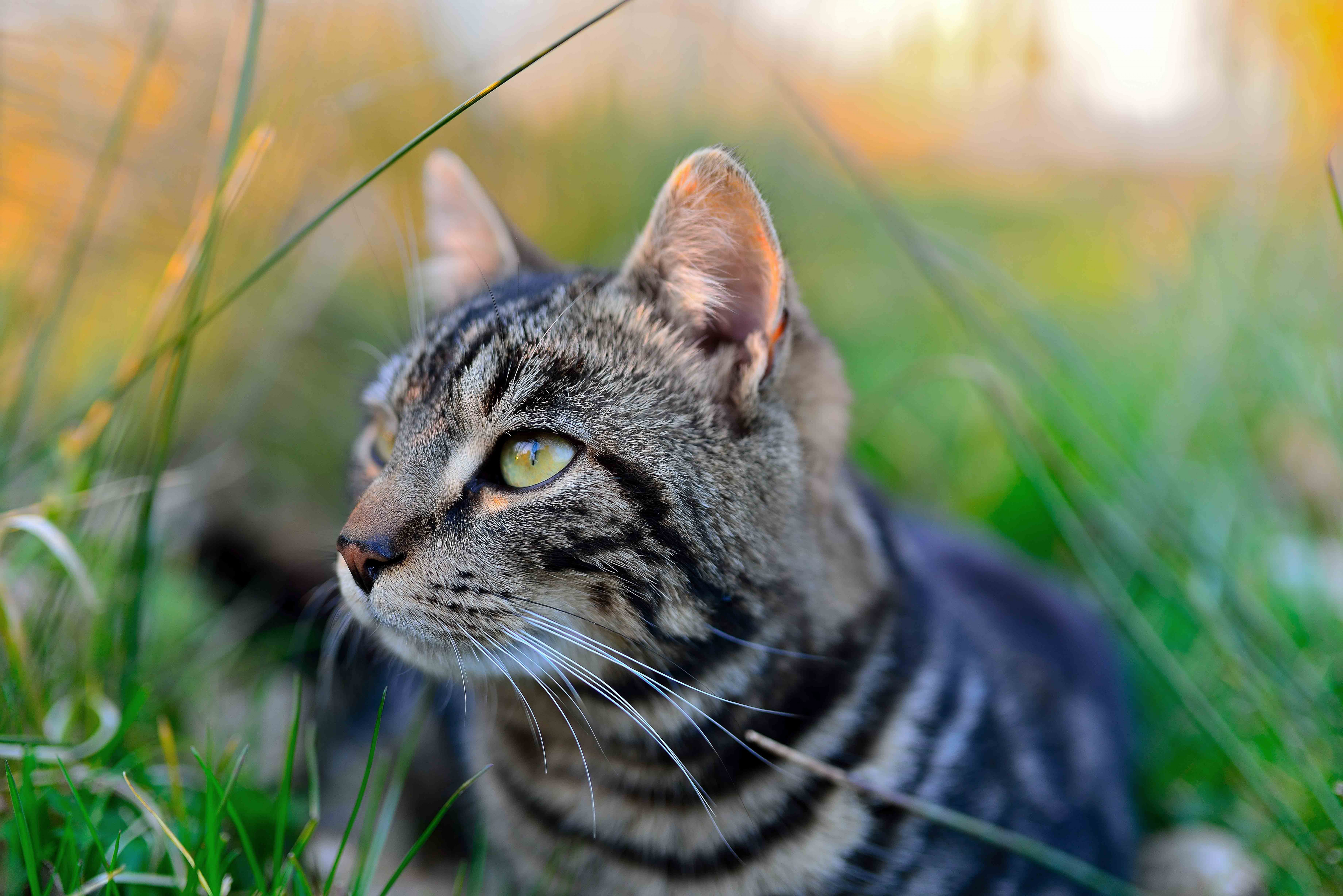 Fonds d'cran Animaux Chats - Chatons Chat tigr