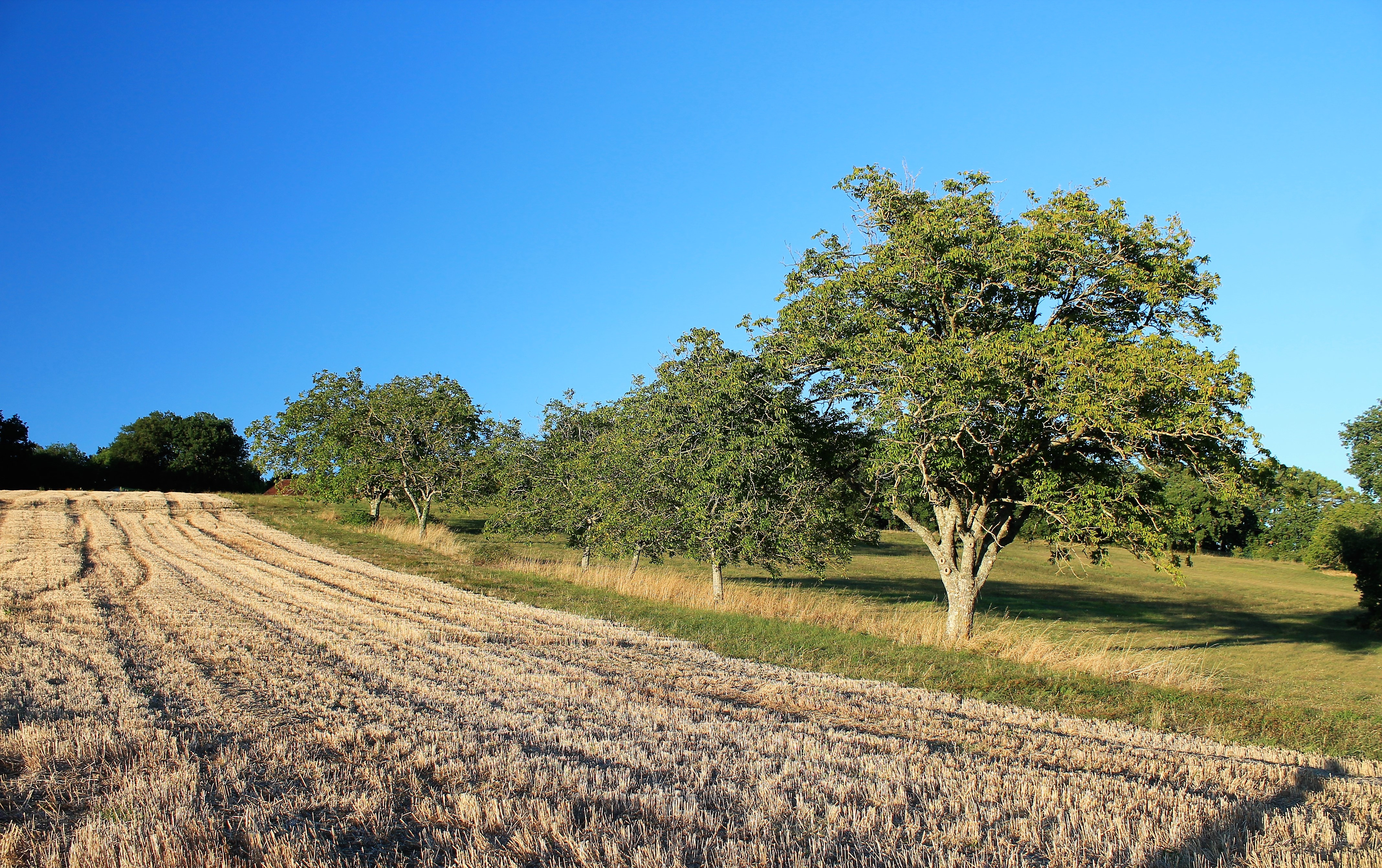 Wallpapers Nature Trees - Forests 