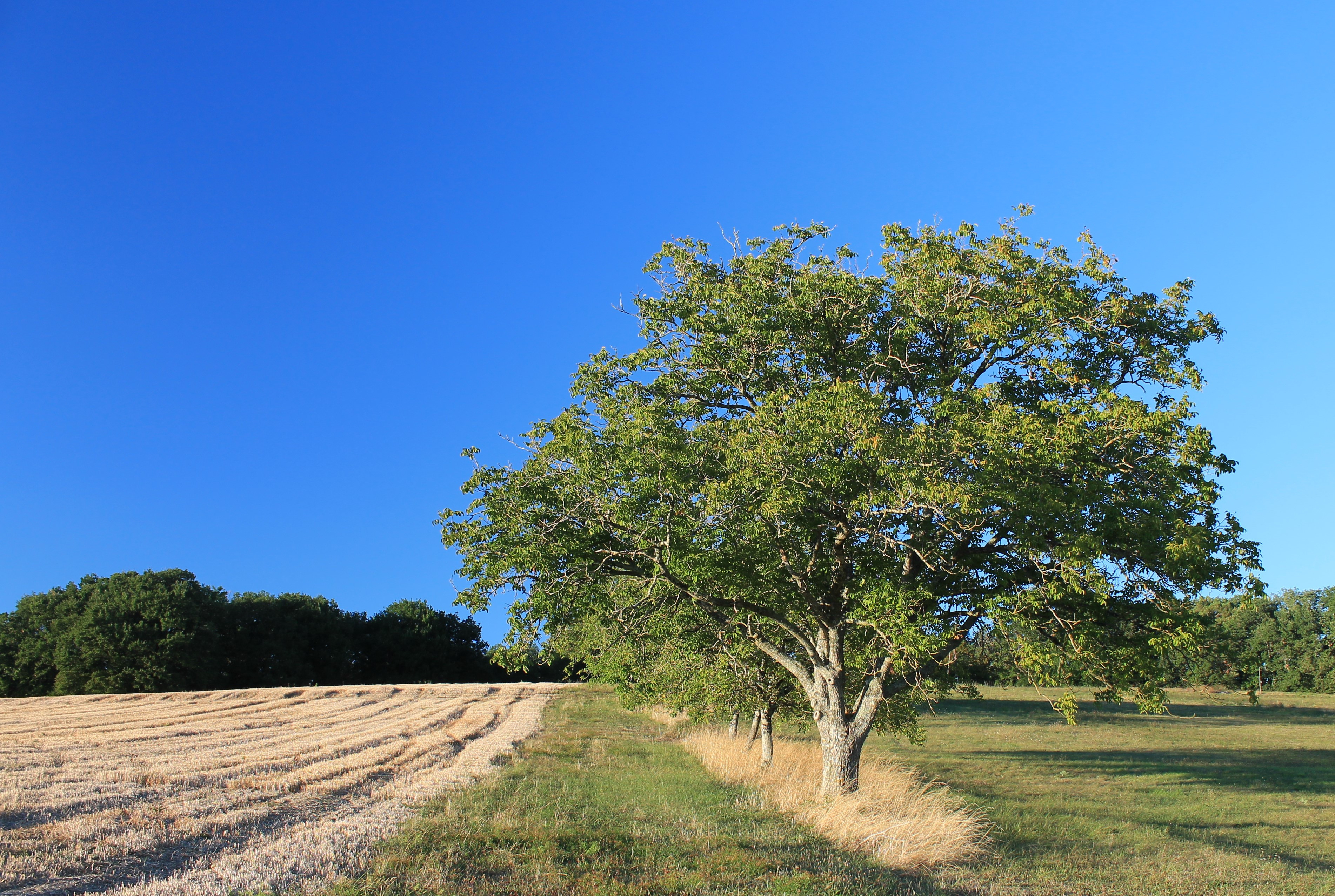 Wallpapers Nature Trees - Forests 