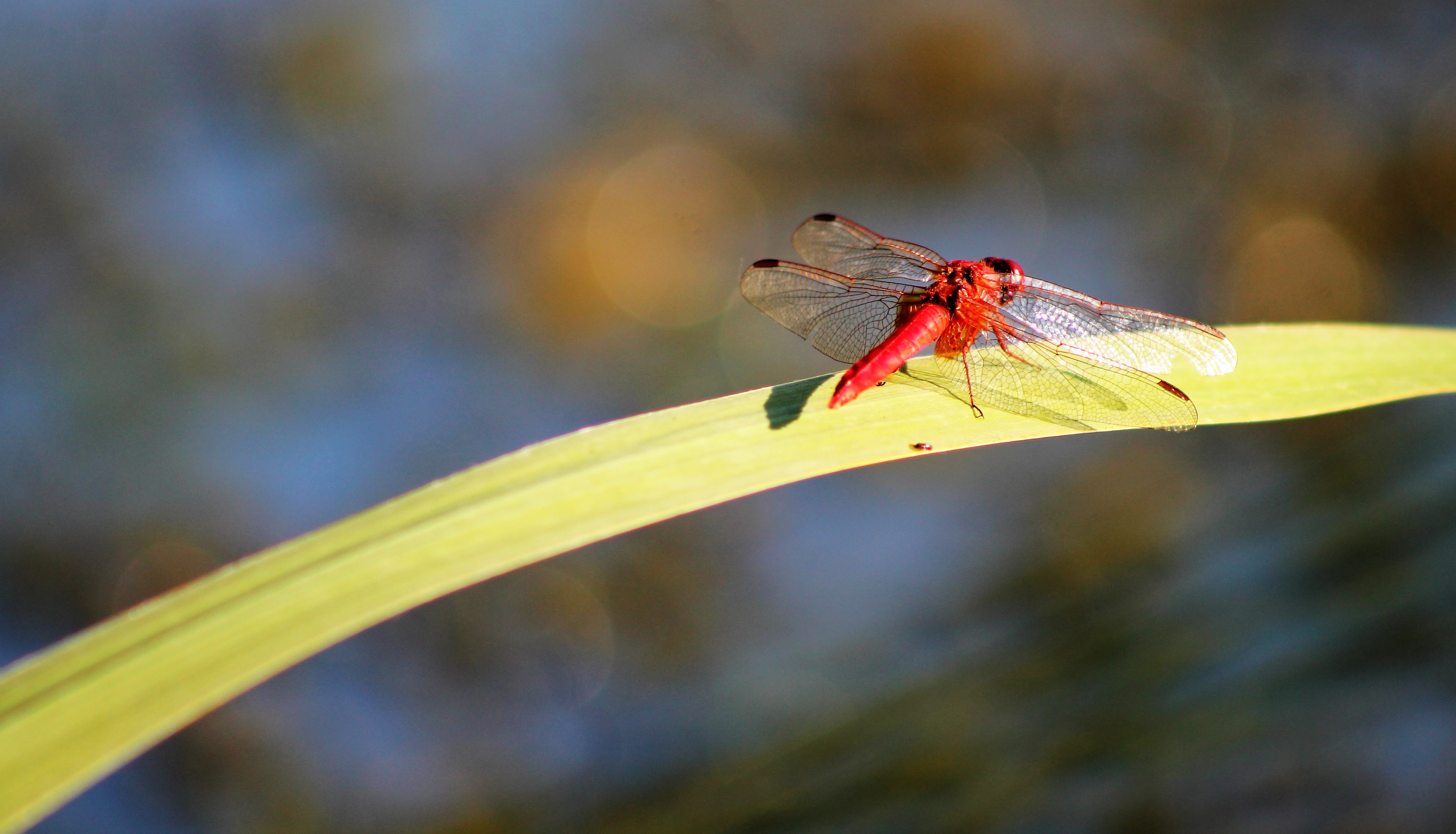 Fonds d'cran Animaux Insectes - Libellules 