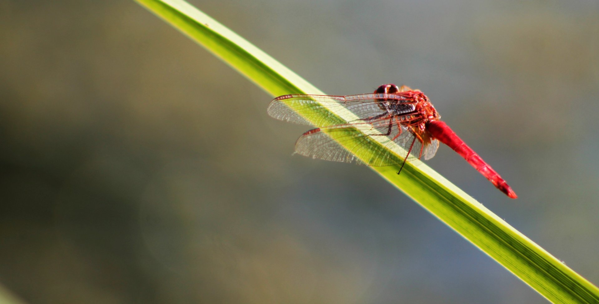 Fonds d'cran Animaux Insectes - Libellules 