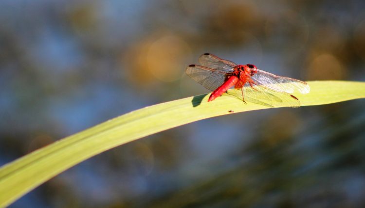 Fonds d'cran Animaux Insectes - Libellules Wallpaper N462546