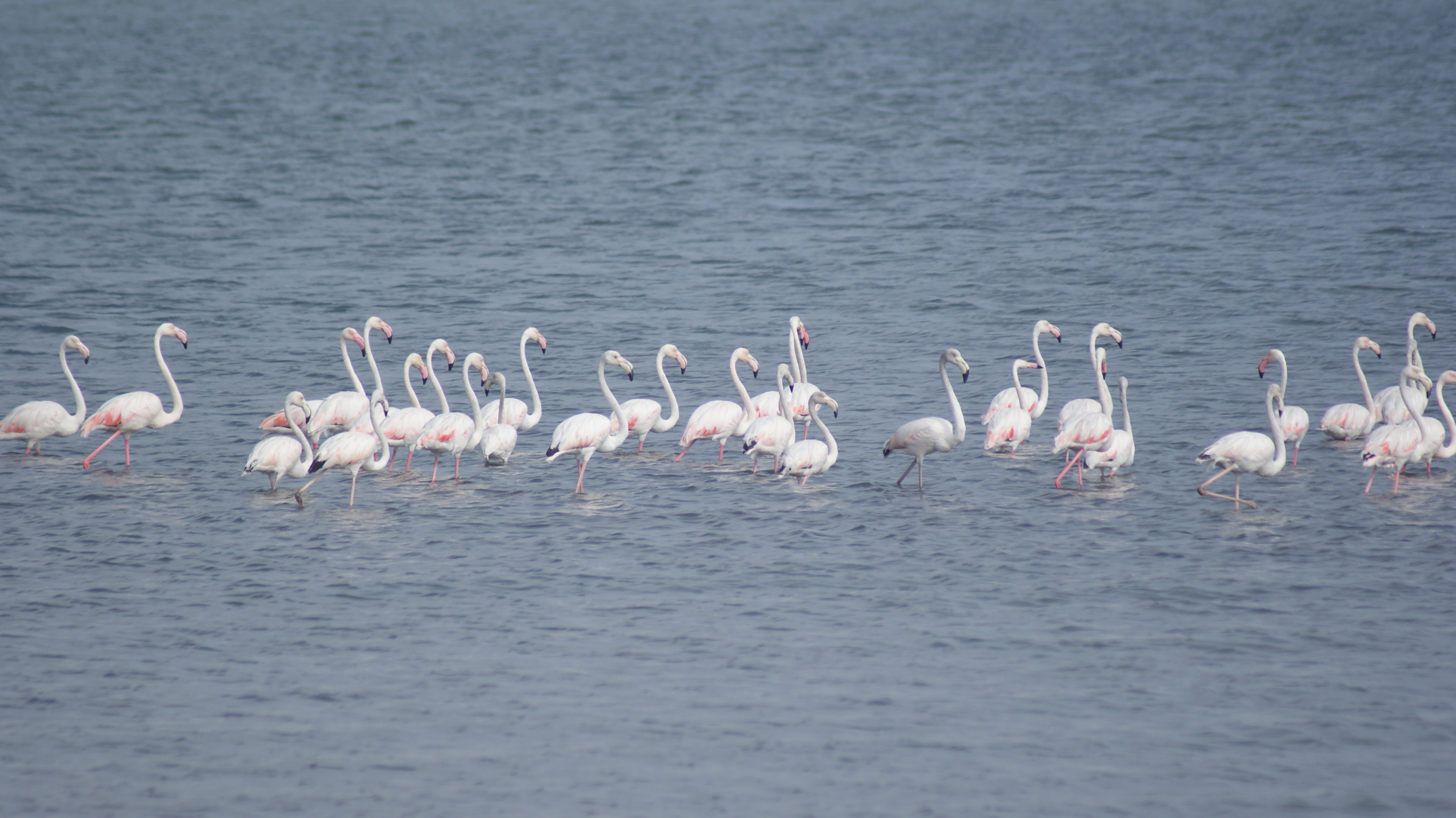 Wallpapers Animals Birds - Flamingos 