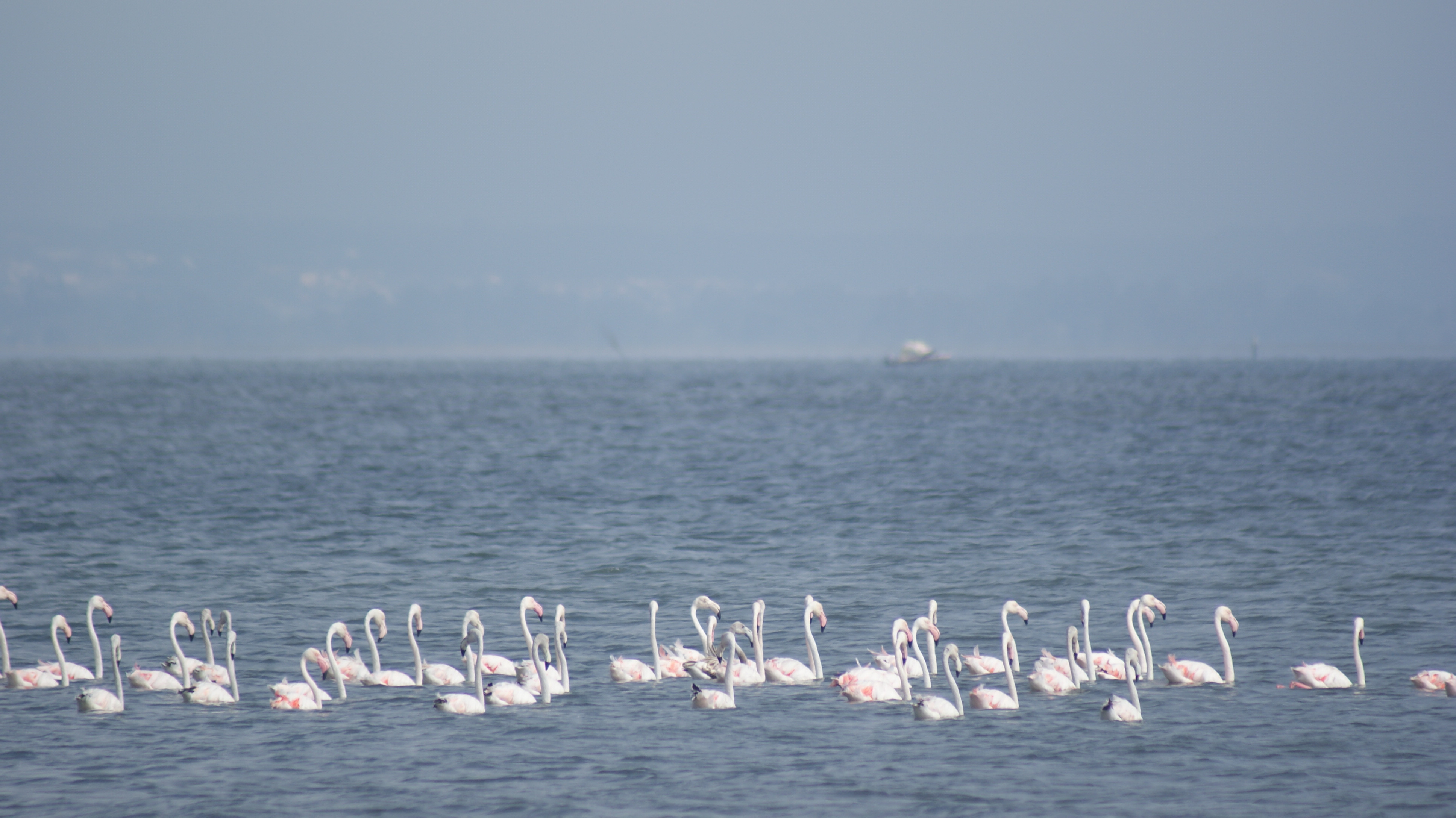 Fonds d'cran Animaux Oiseaux - Flamants 