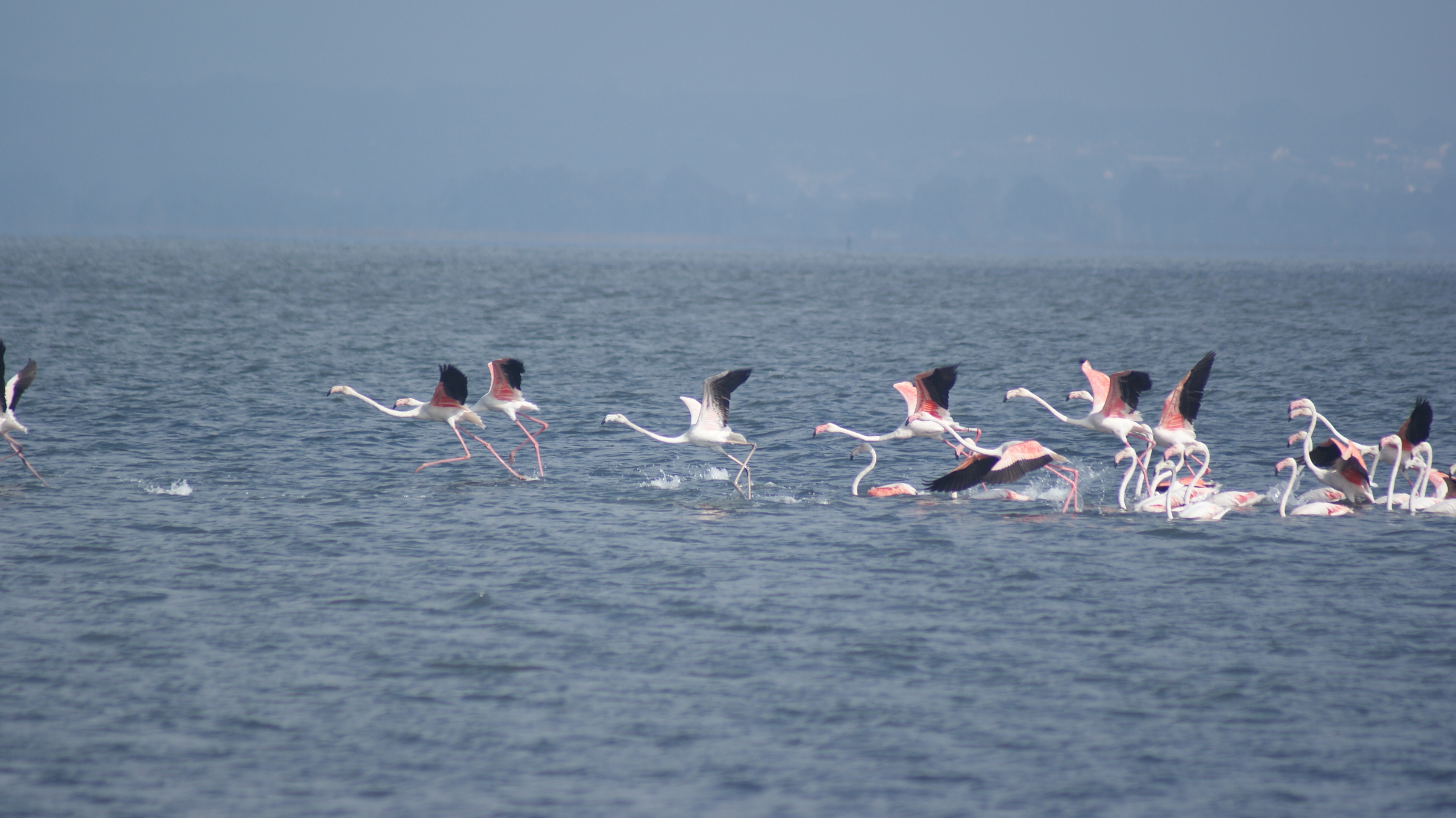 Wallpapers Animals Birds - Flamingos 