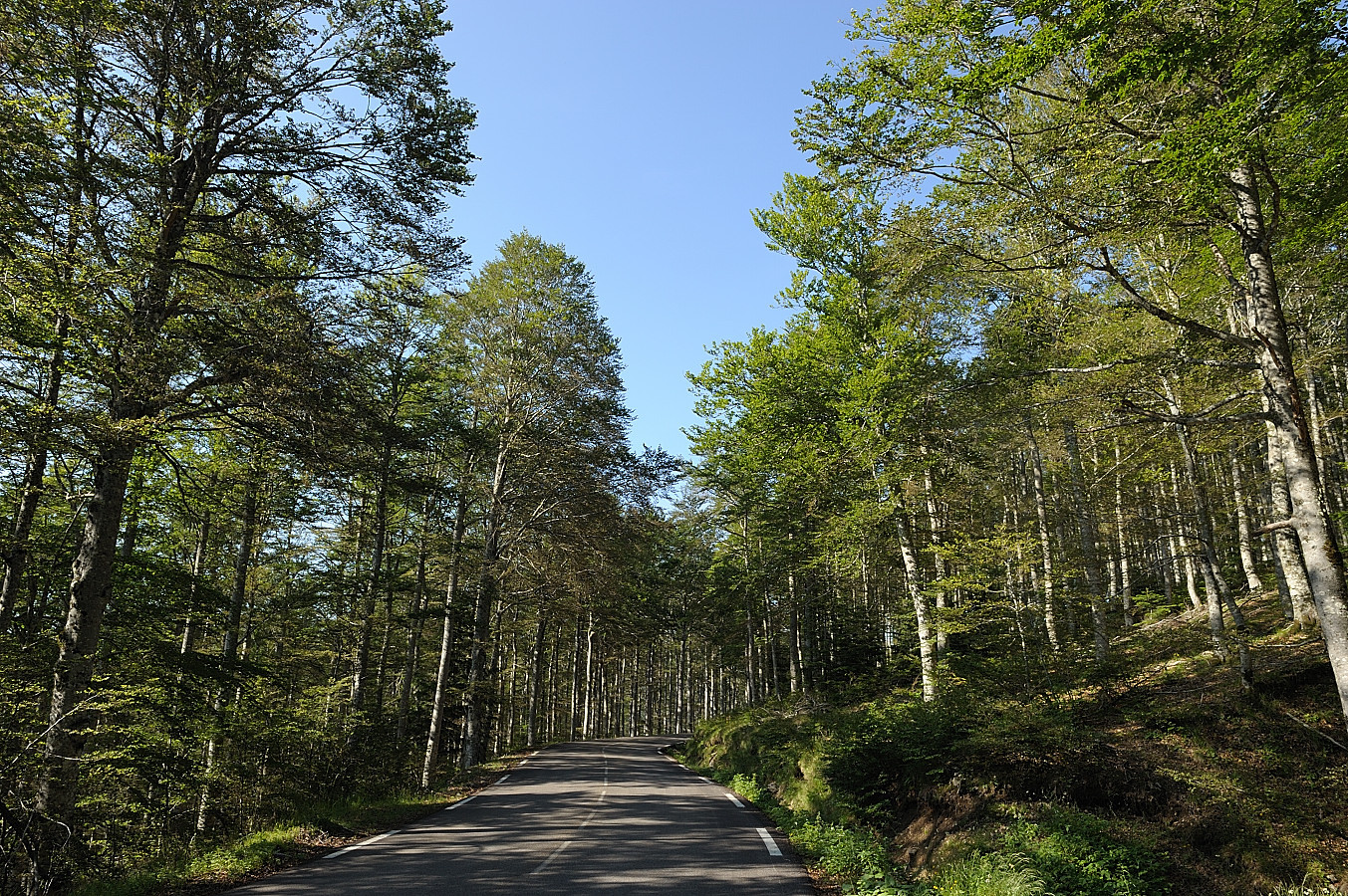 Fonds d'cran Nature Arbres - Forts A travers la forêt