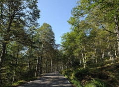  Nature A travers la forêt