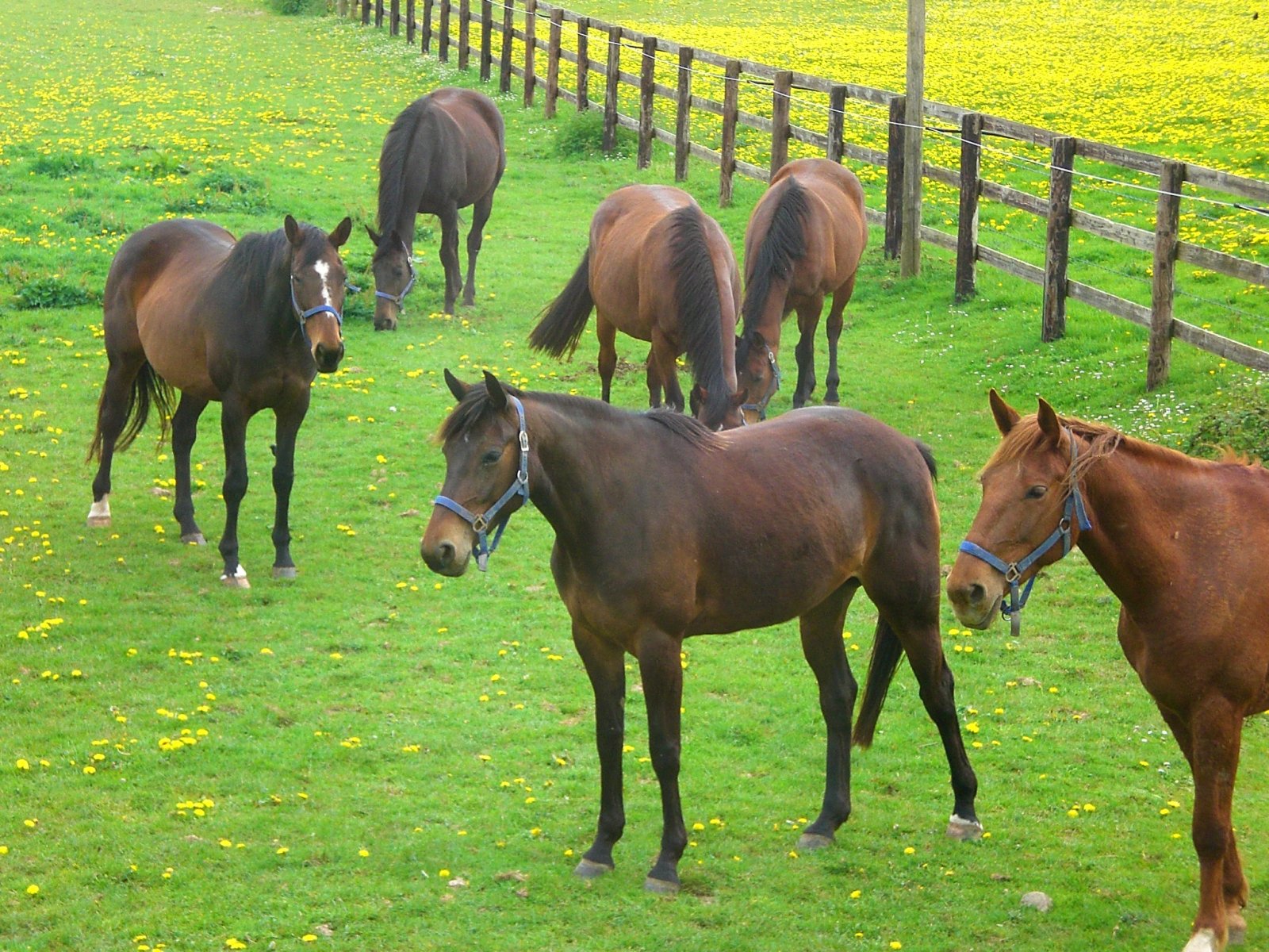 Fonds d'cran Animaux Chevaux 