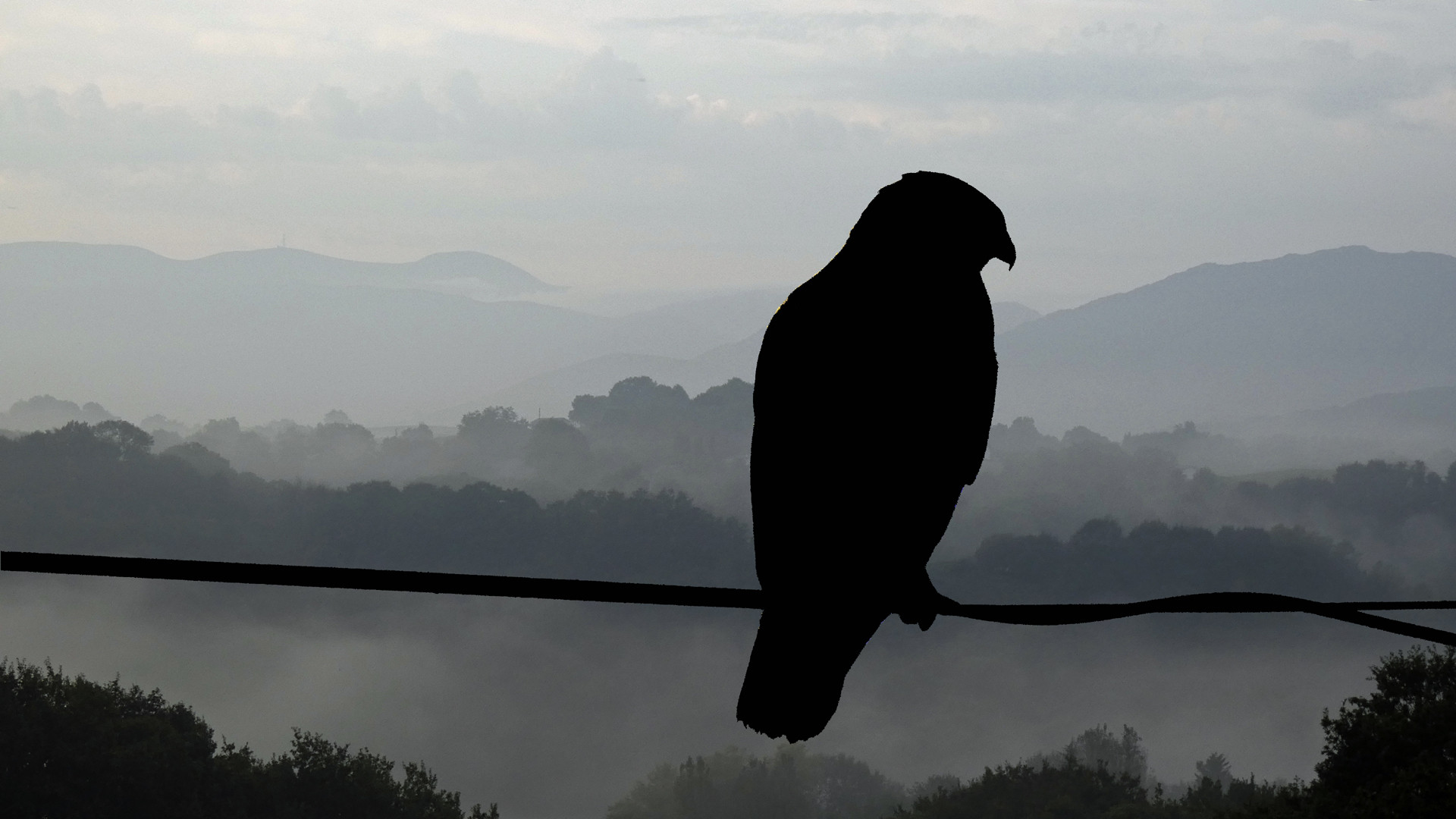 Fonds d'cran Animaux Oiseaux - Buses  l'afft