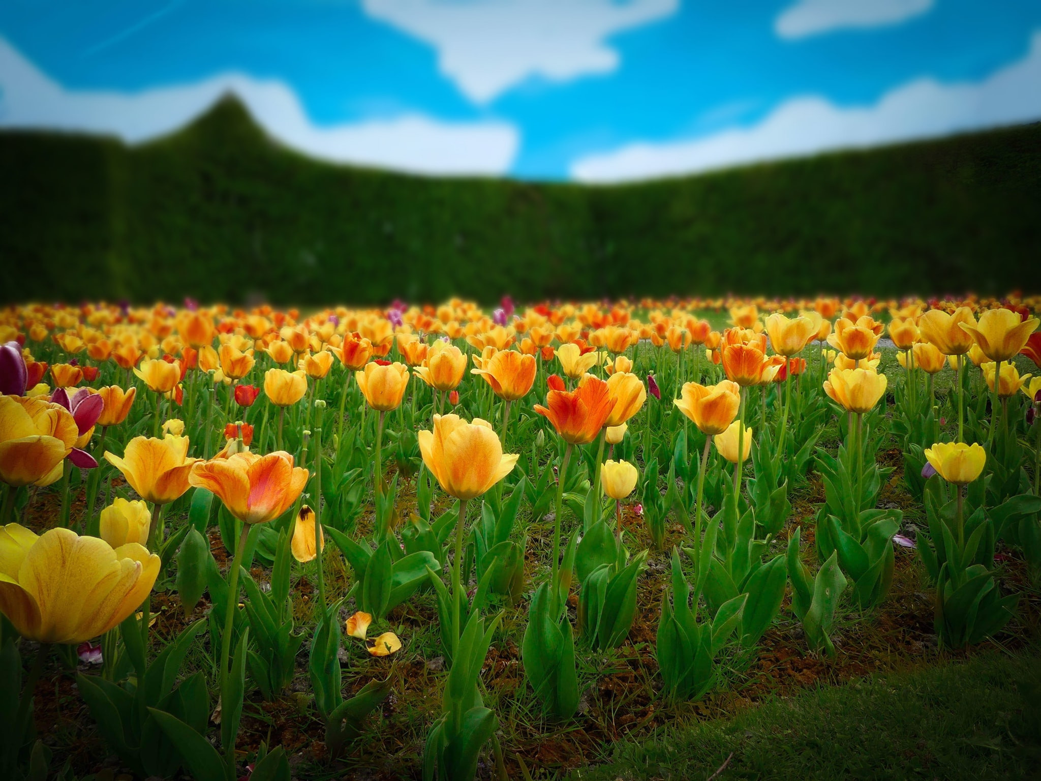 Fonds d'cran Nature Fleurs 