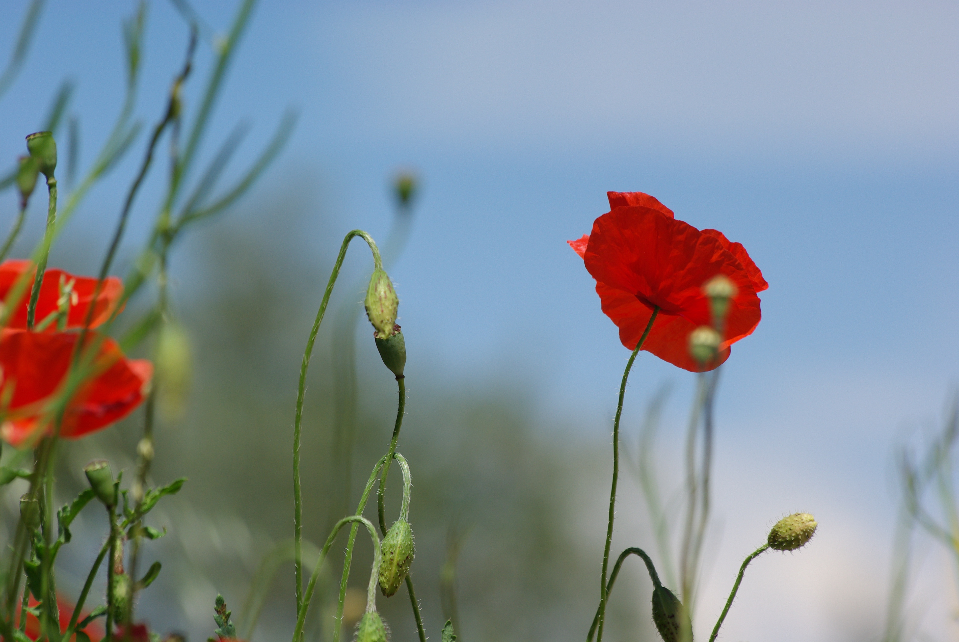 Wallpapers Nature Flowers 