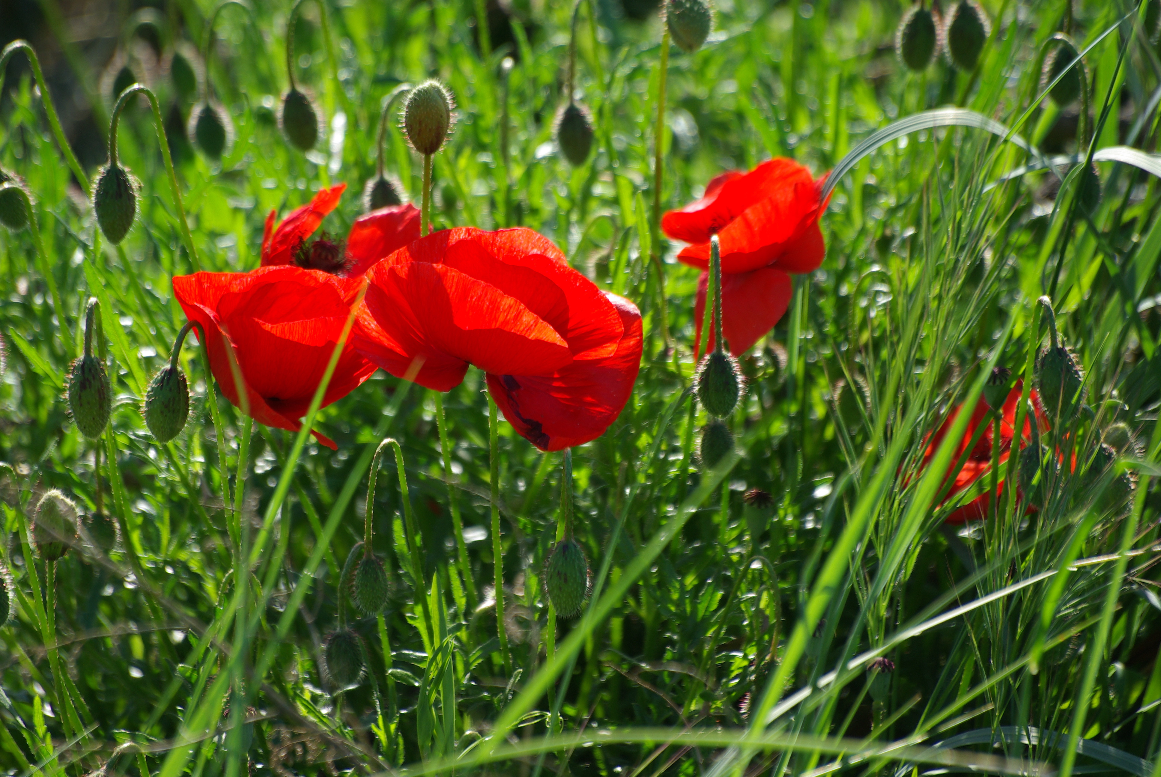 Fonds d'cran Nature Fleurs 