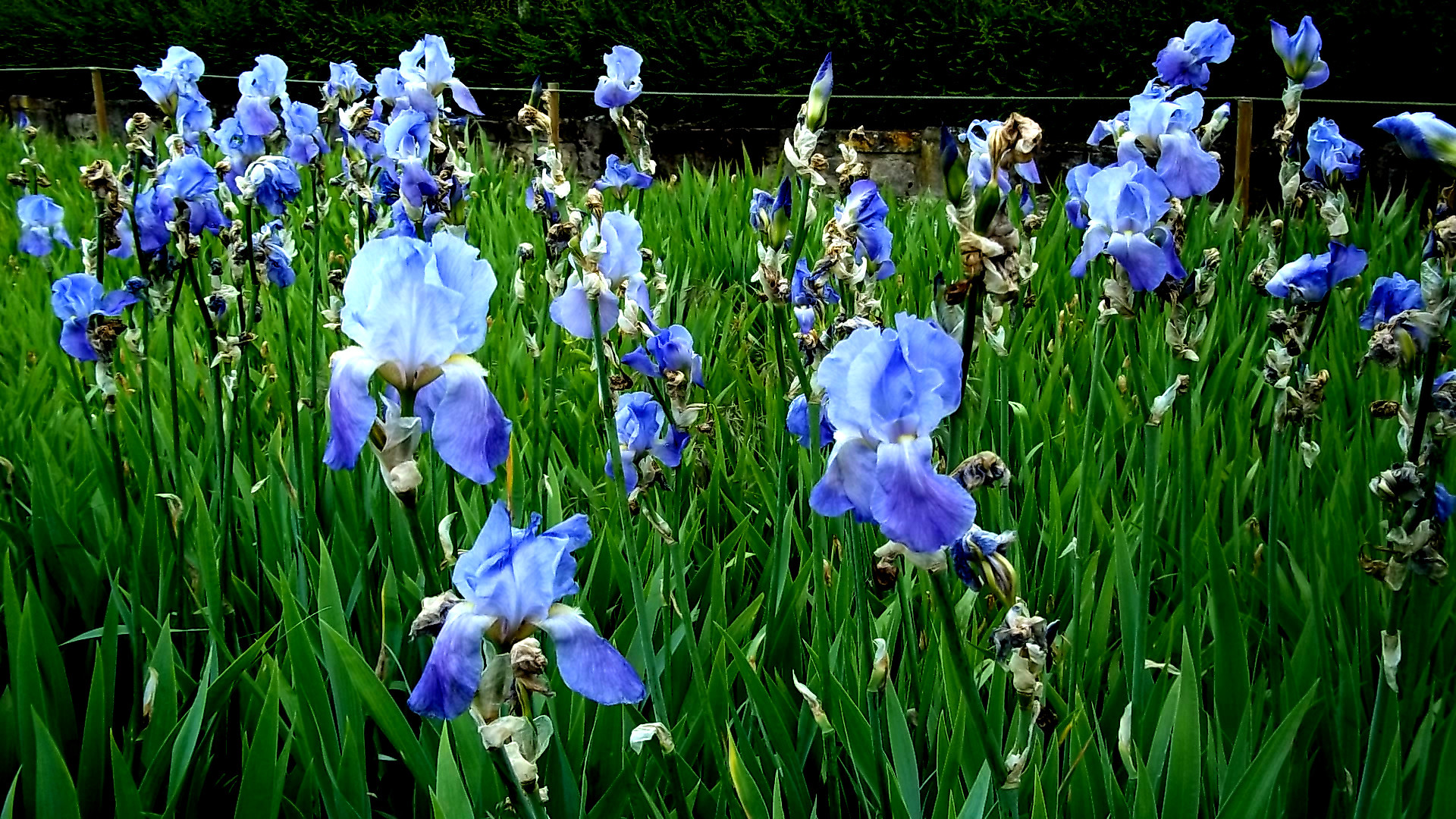 Fonds d'cran Nature Fleurs 