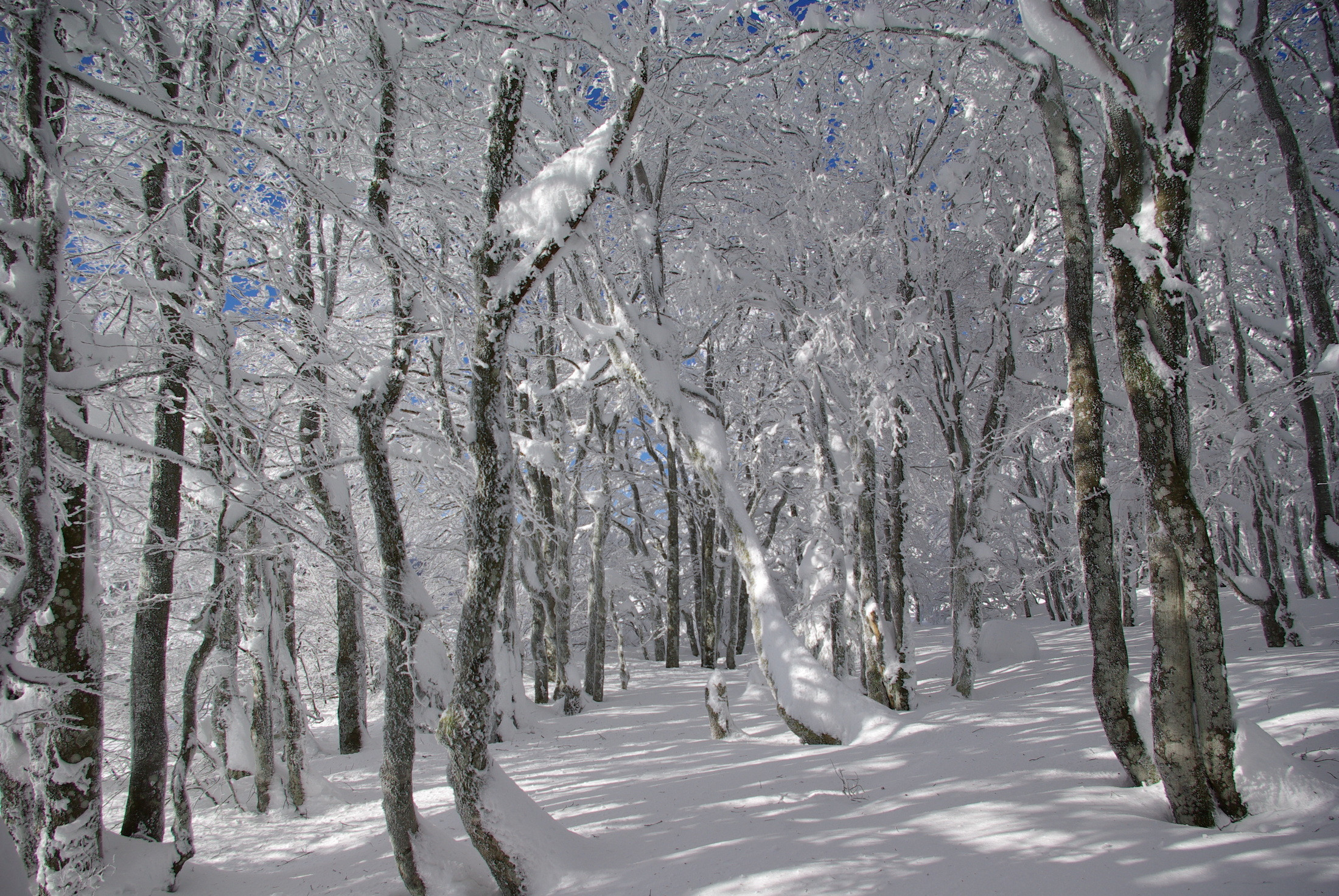 Fonds d'cran Nature Saisons - Hiver 