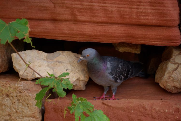 Fonds d'cran Animaux Oiseaux - Pigeons et Tourterelles Wallpaper N463262