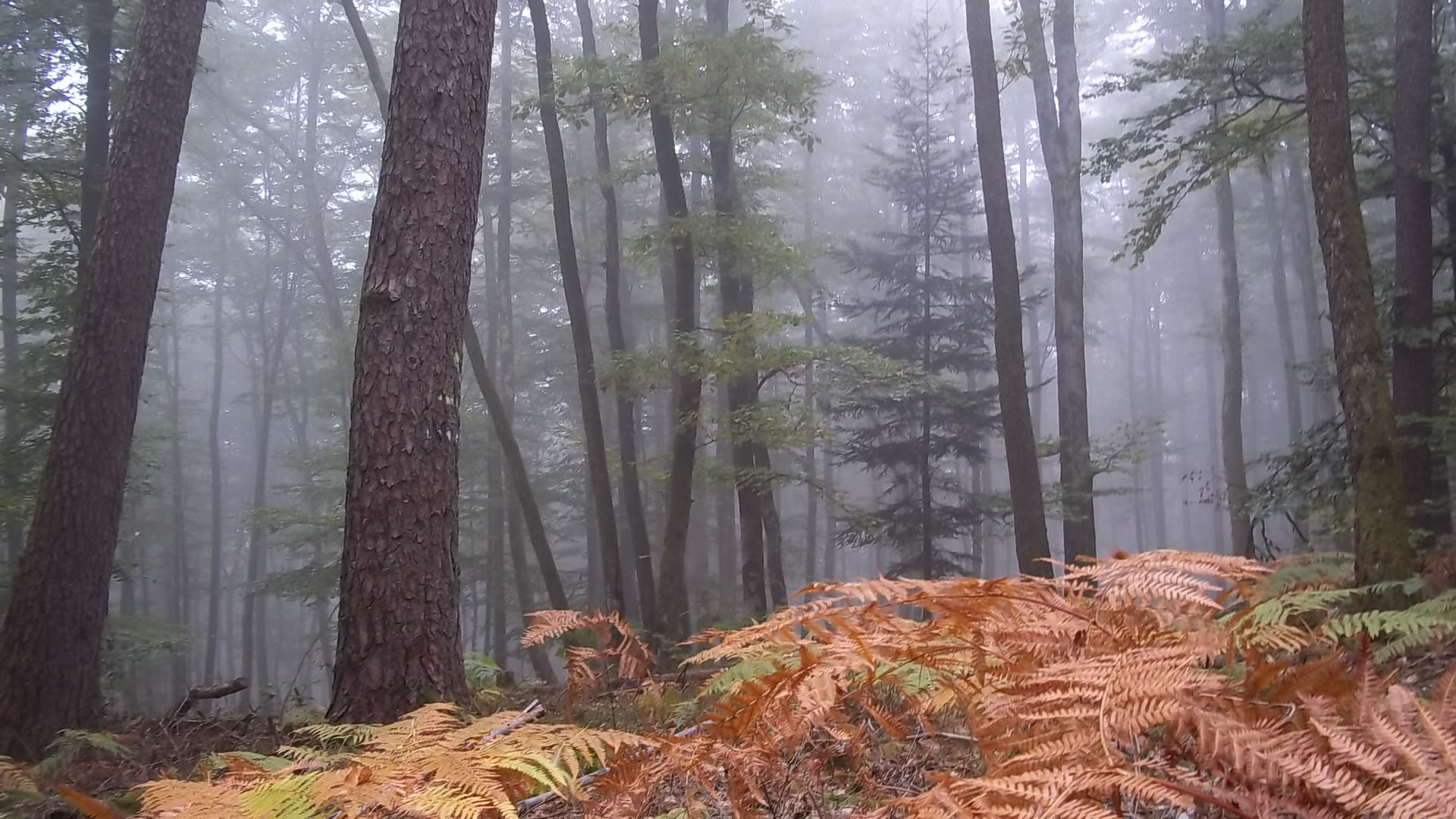 Fonds d'cran Nature Arbres - Forts 