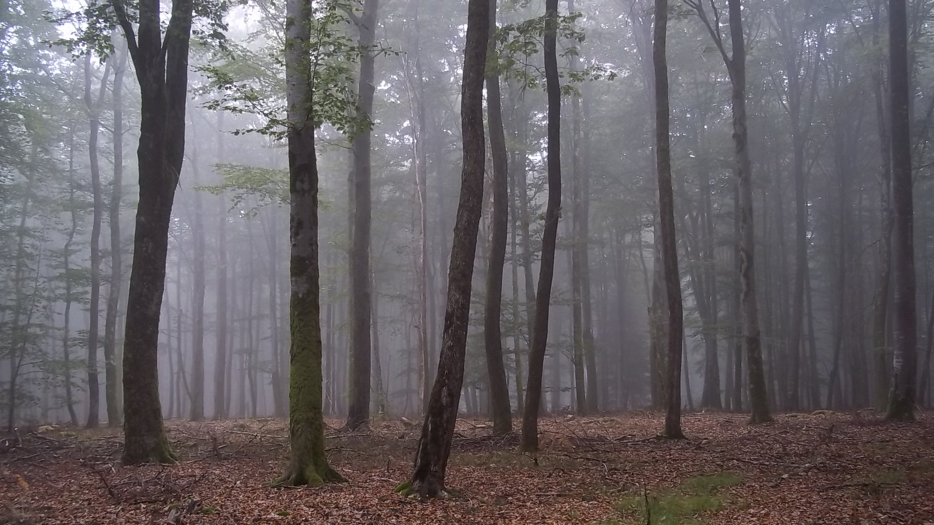 Fonds d'cran Nature Arbres - Forts 