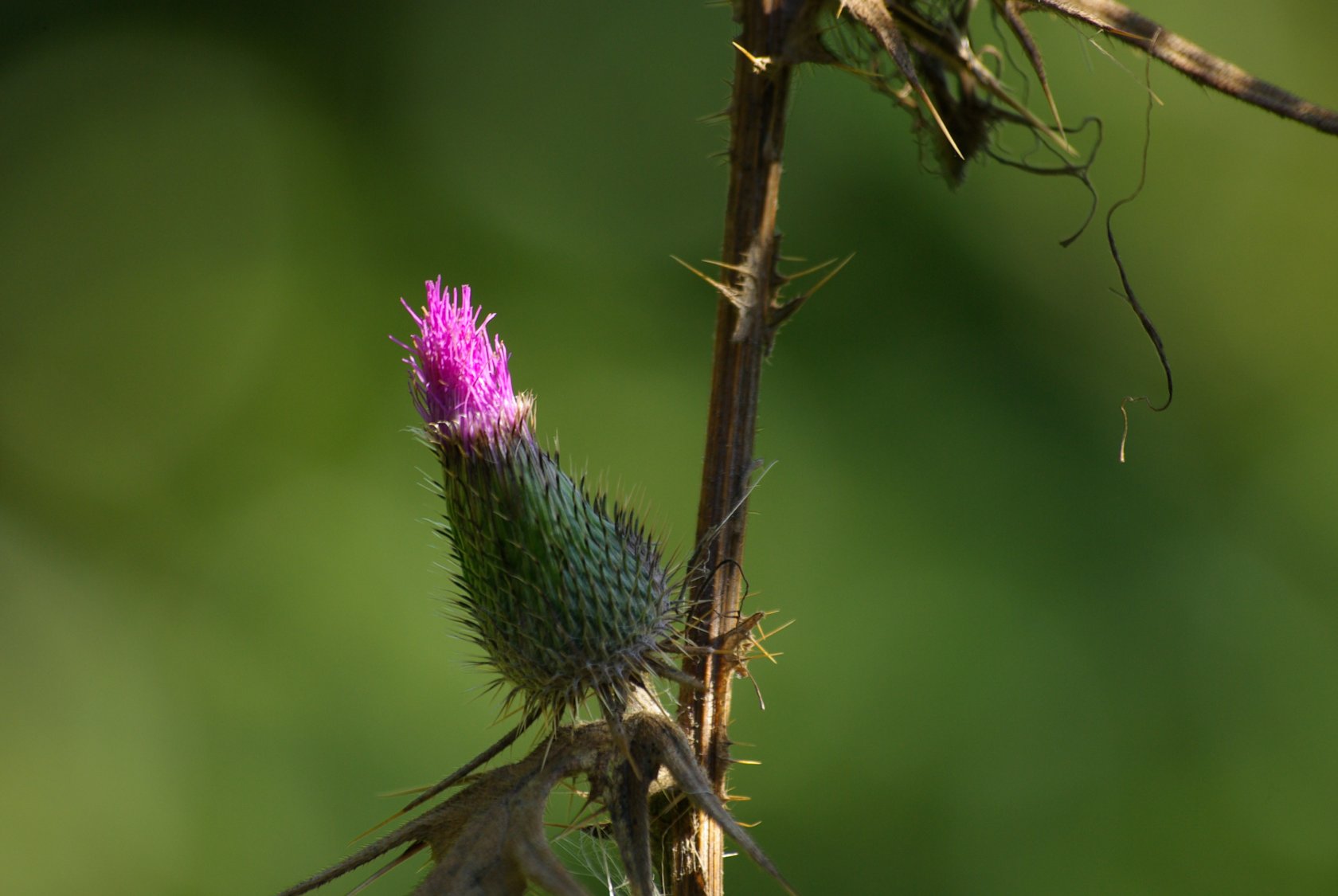 Fonds d'cran Nature Fleurs 