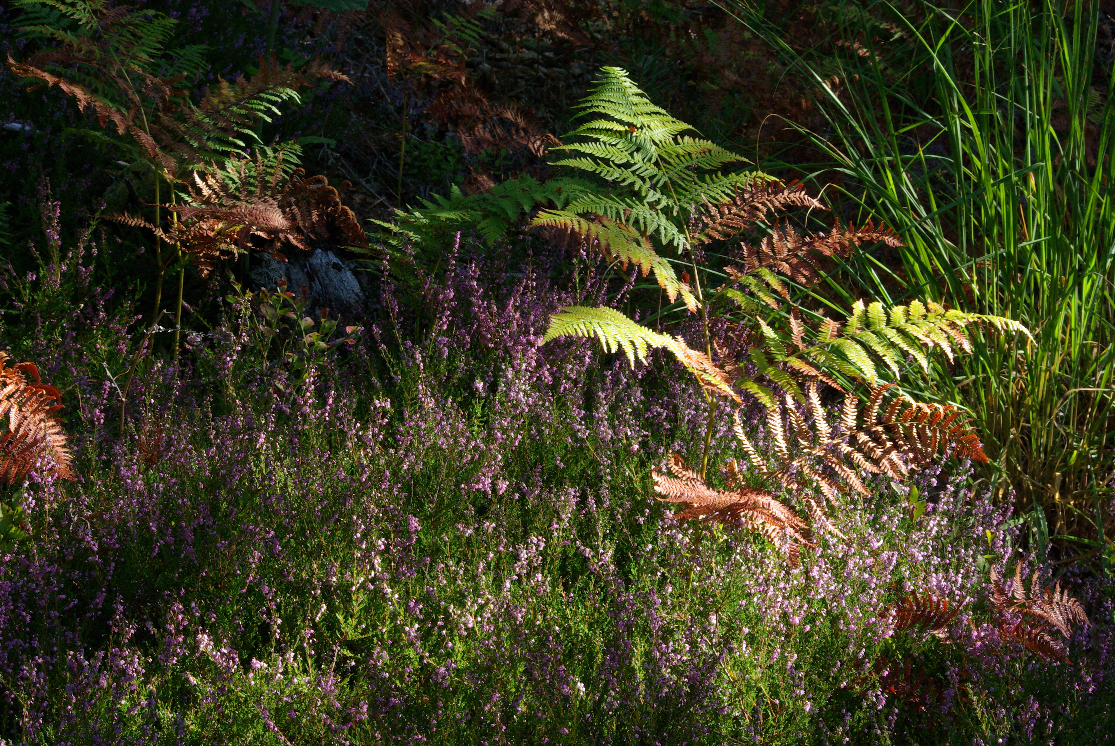 Fonds d'cran Nature Plantes - Arbustes 