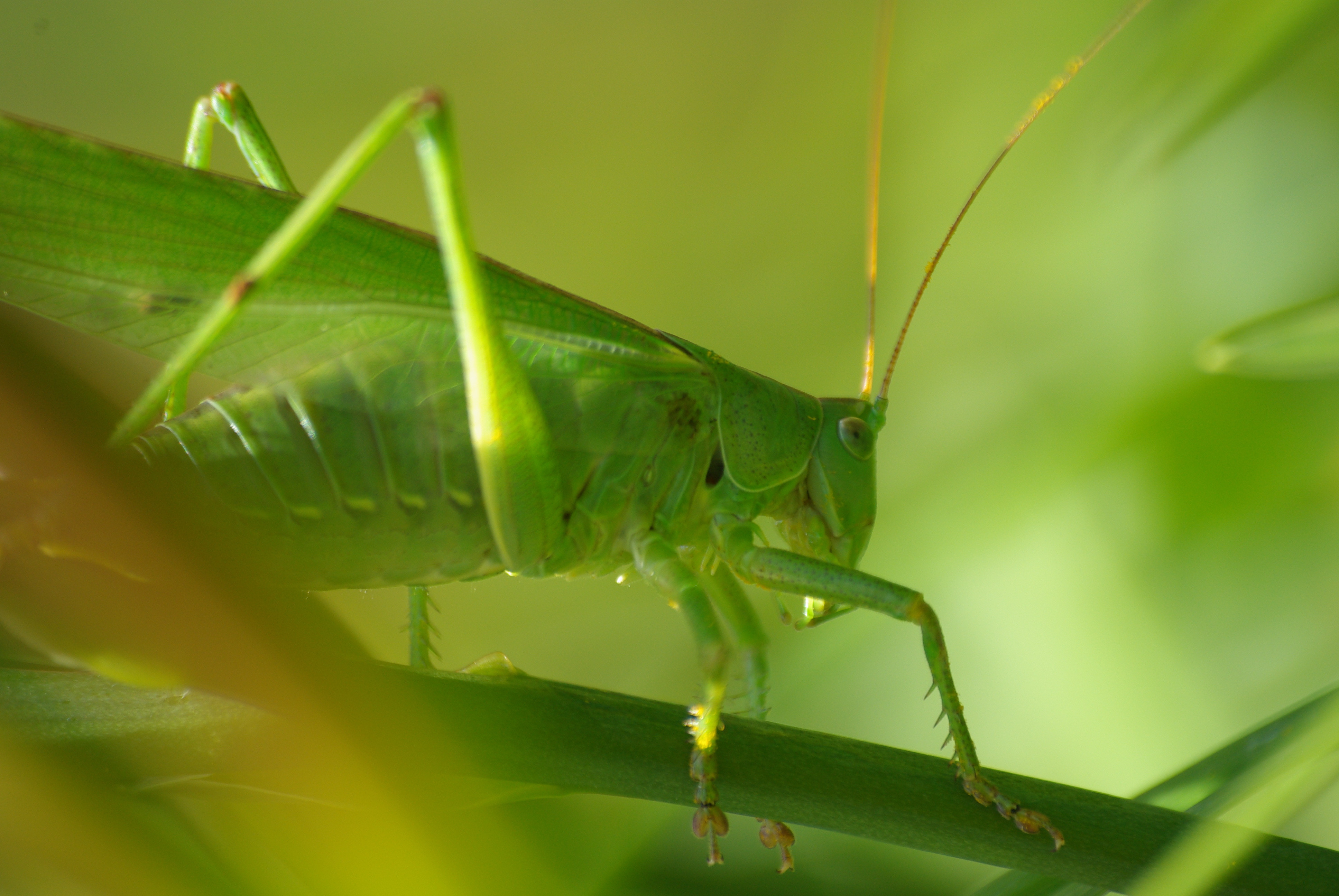 Fonds d'cran Animaux Insectes - Sauterelles et Criquets 