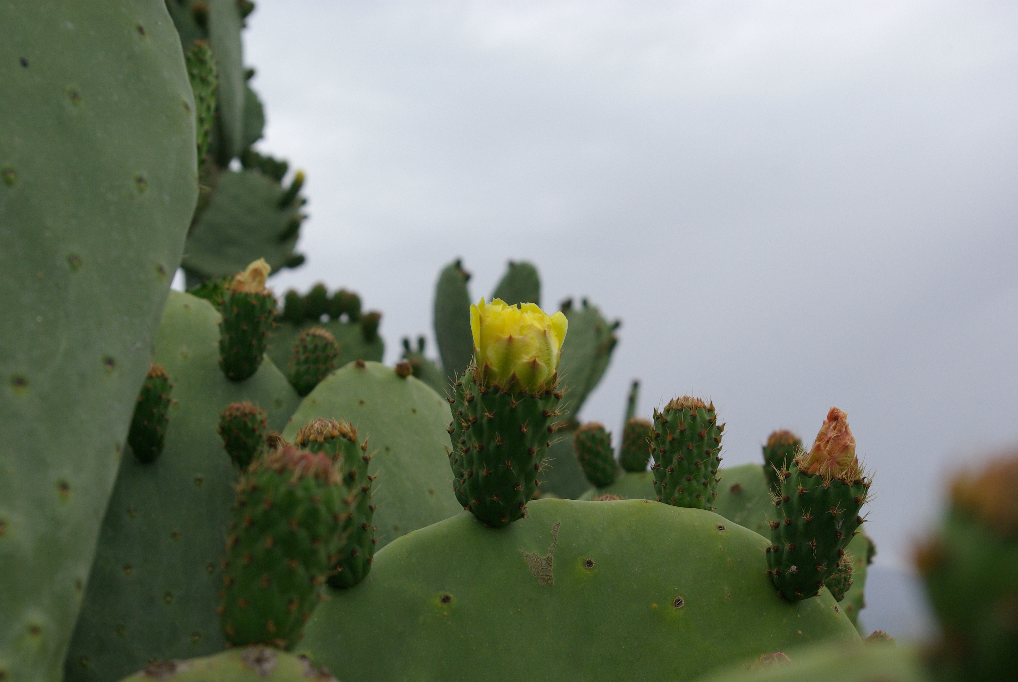 Fonds d'cran Nature Cactus 