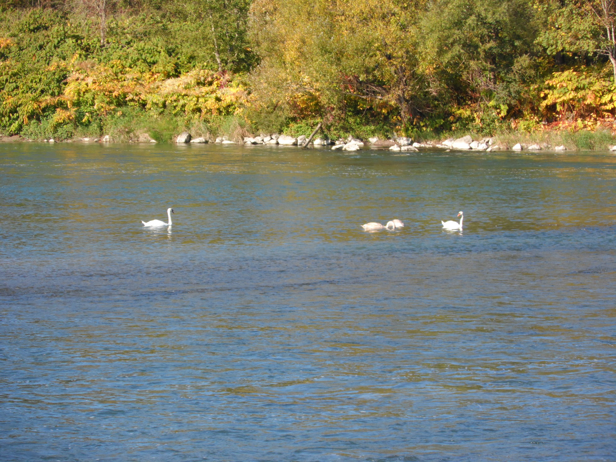 Wallpapers Nature Rivers - Torrents 