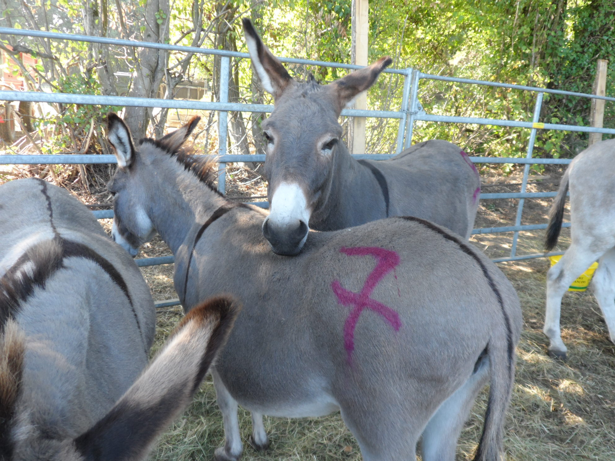 Fonds d'cran Animaux Anes 