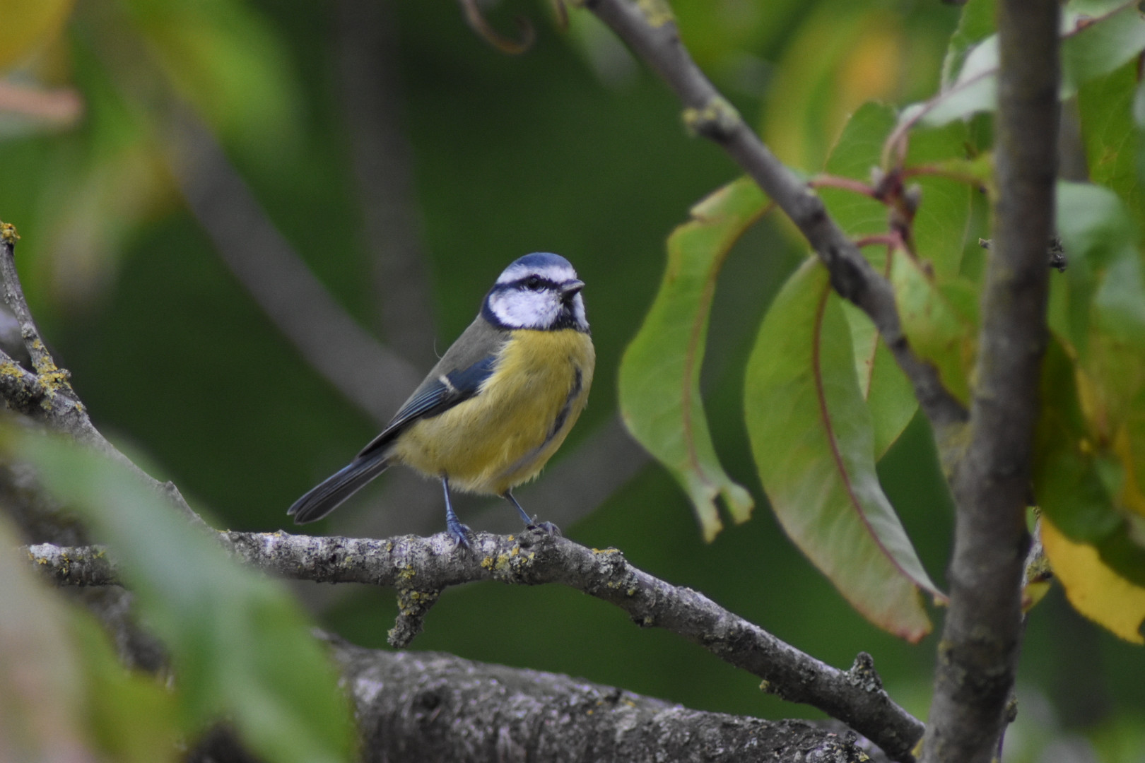 Wallpapers Animals Birds - Chickadees 