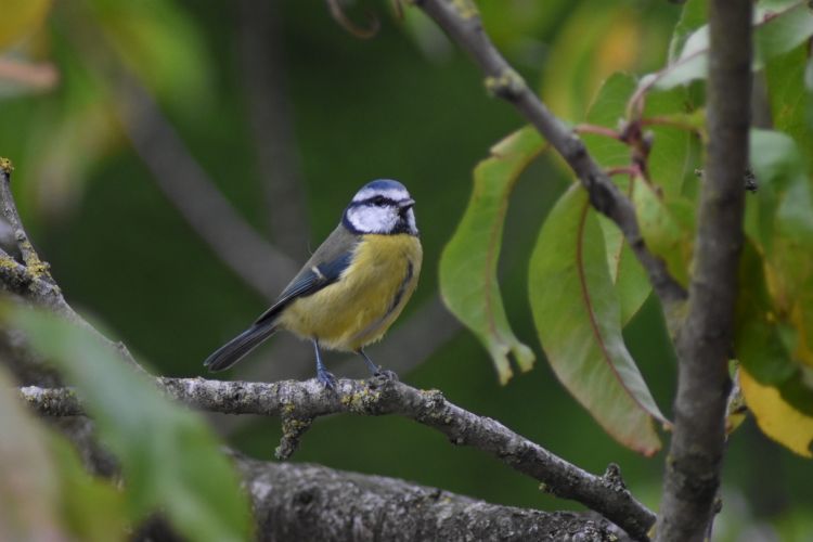 Wallpapers Animals Birds - Chickadees Wallpaper N463964