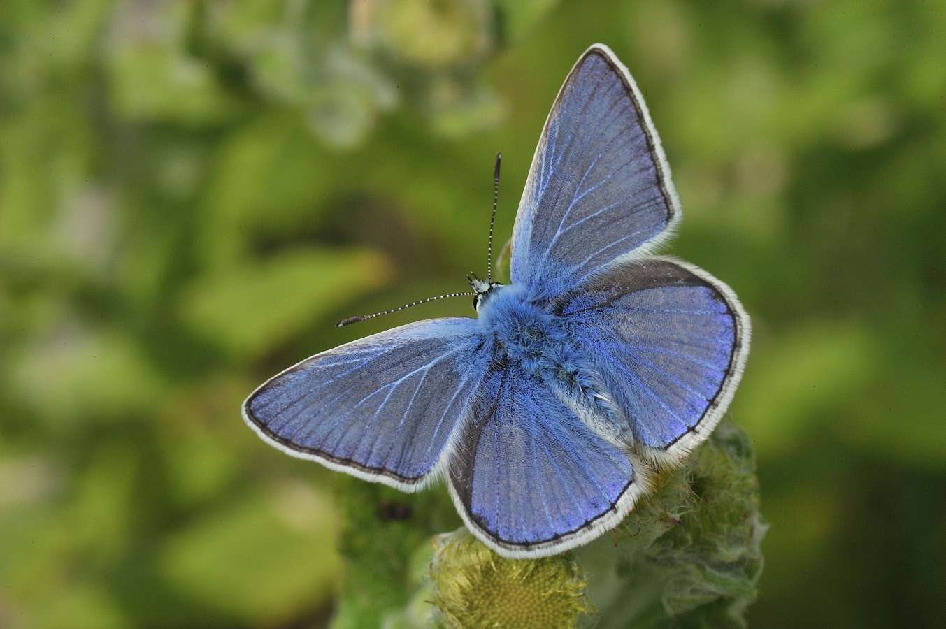 Fonds d'cran Animaux Insectes - Papillons Argus bleu