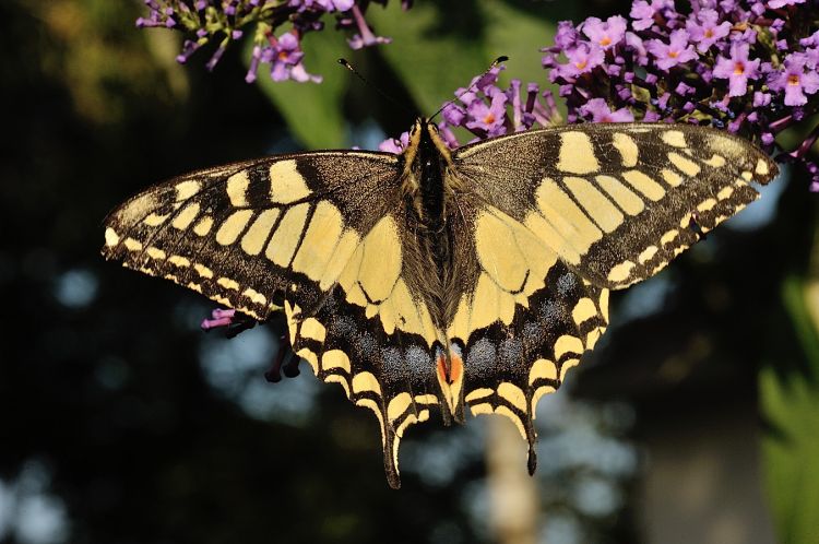 Fonds d'cran Animaux Insectes - Papillons Machaon