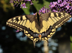  Animaux Machaon