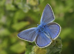  Animaux Argus bleu