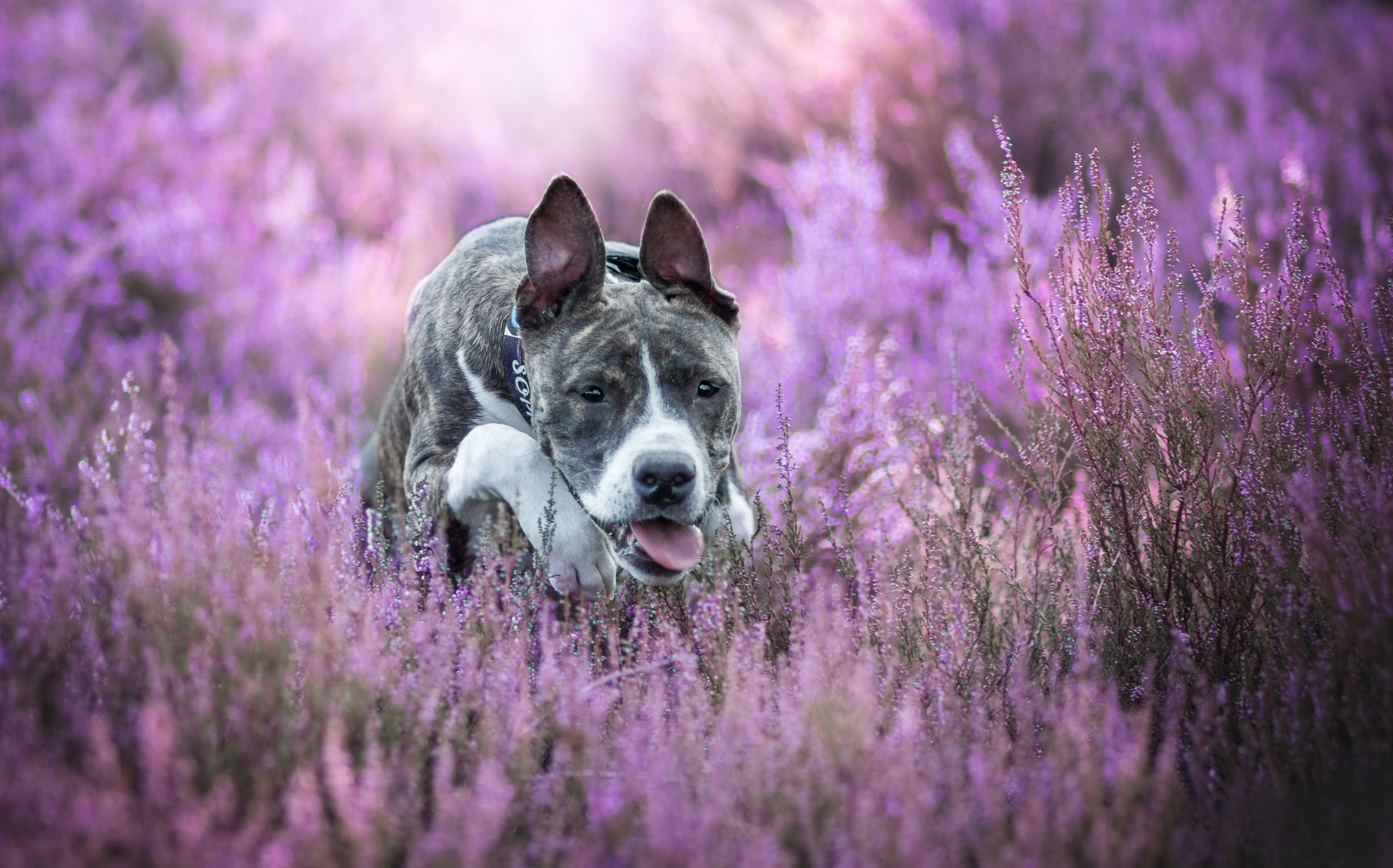 Fonds d'cran Animaux Chiens 