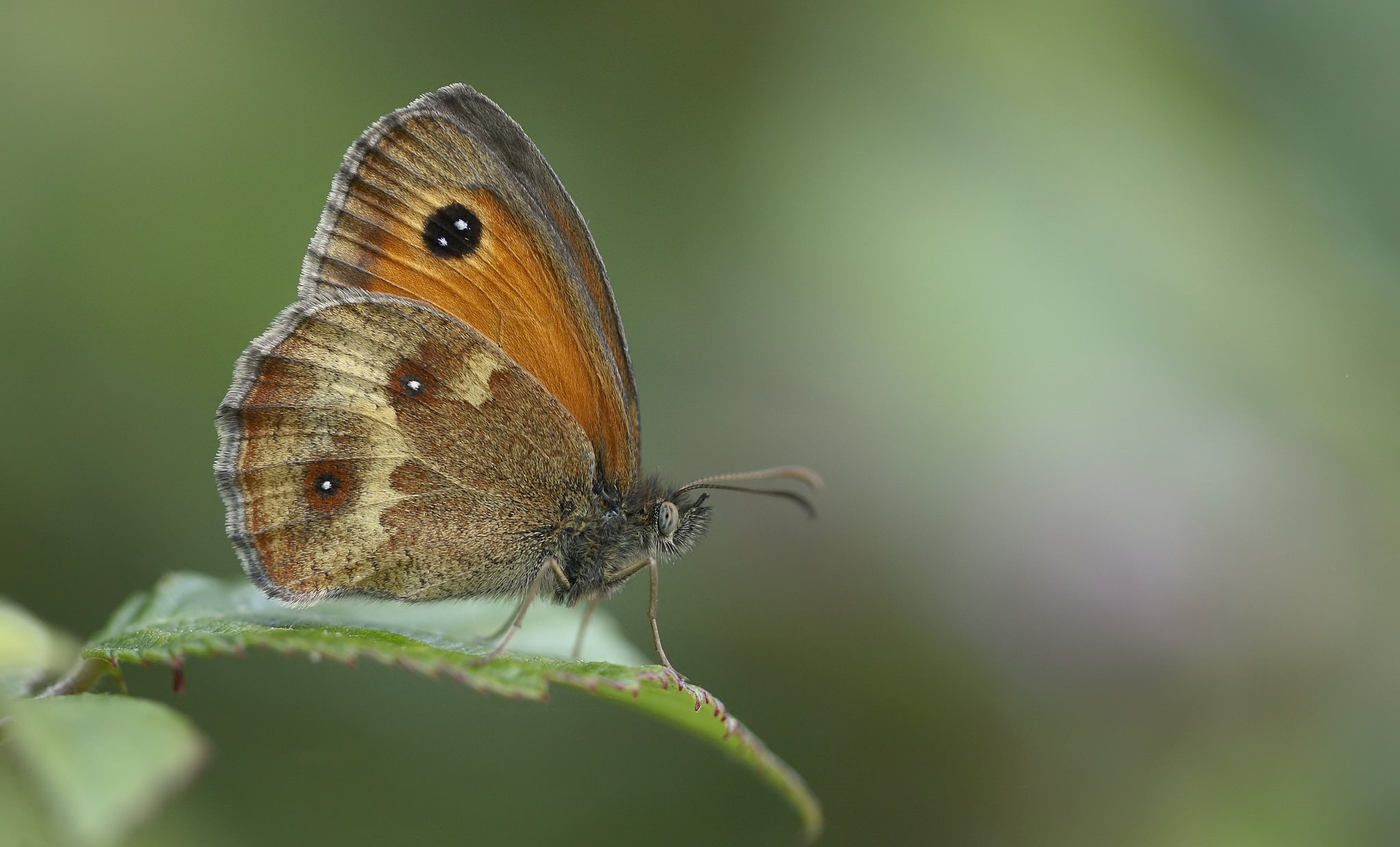 Fonds d'cran Animaux Insectes - Papillons 