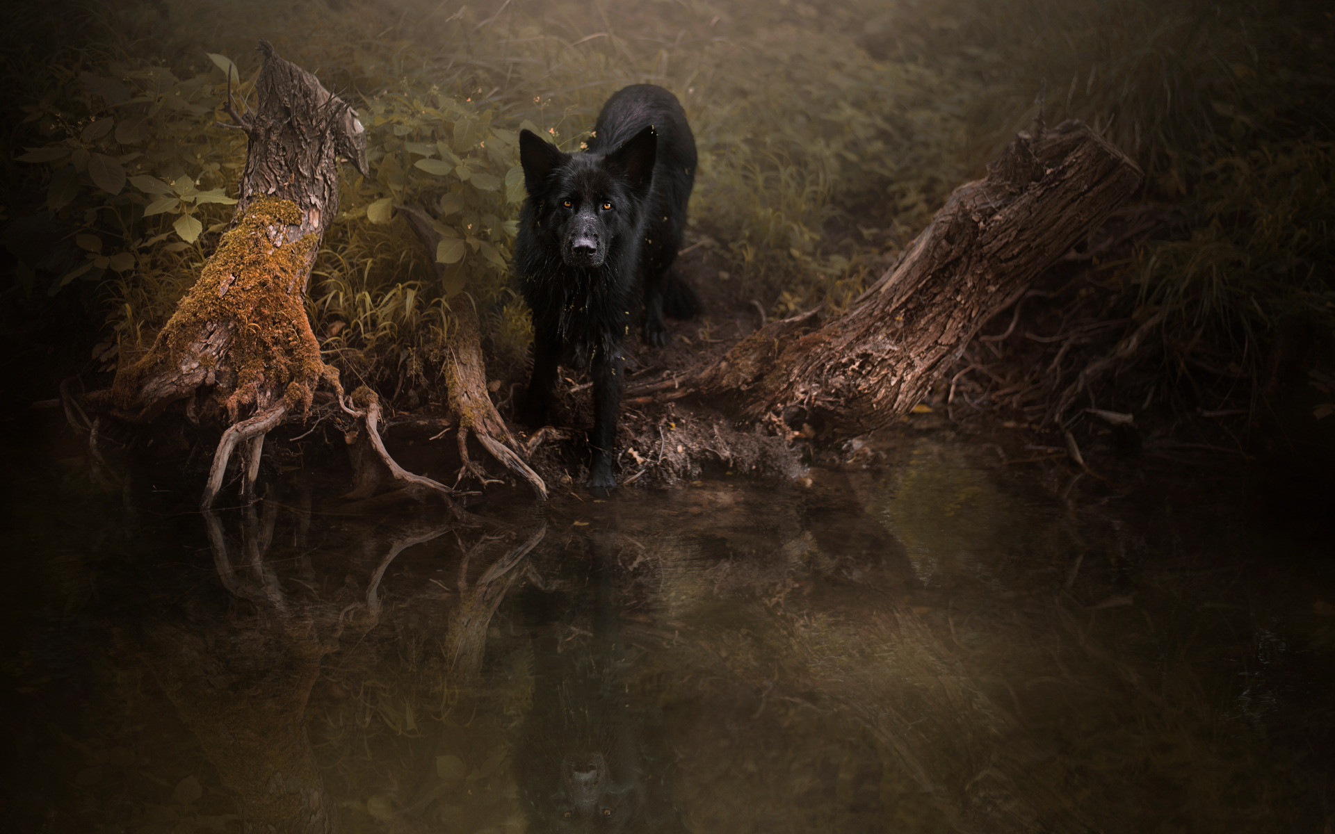 Fonds d'cran Animaux Chiens 