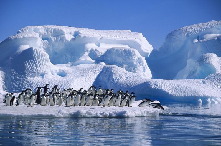 Fonds d'cran Animaux Oiseaux - Pingouins PINGOUINS