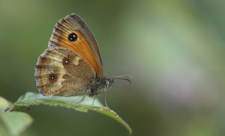 Fonds d'cran Animaux Insectes - Papillons Wallpaper N464396