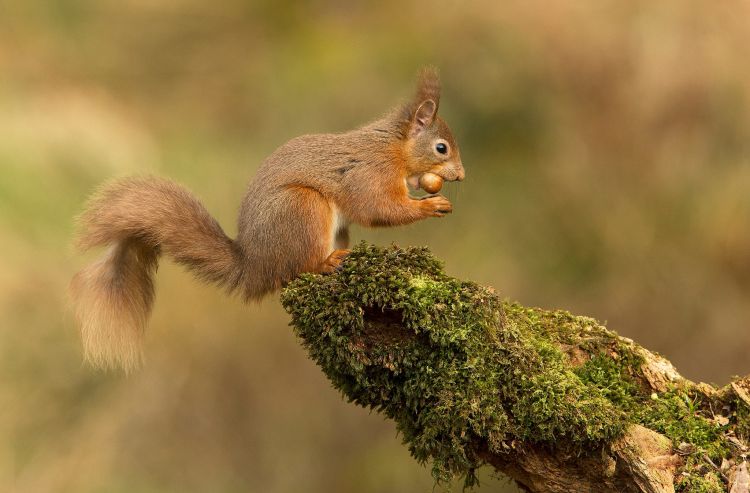 Fonds d'cran Animaux Rongeurs - Ecureuils Wallpaper N464398