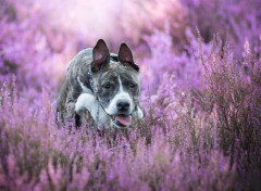 Fonds d'cran Animaux Image sans titre N464365