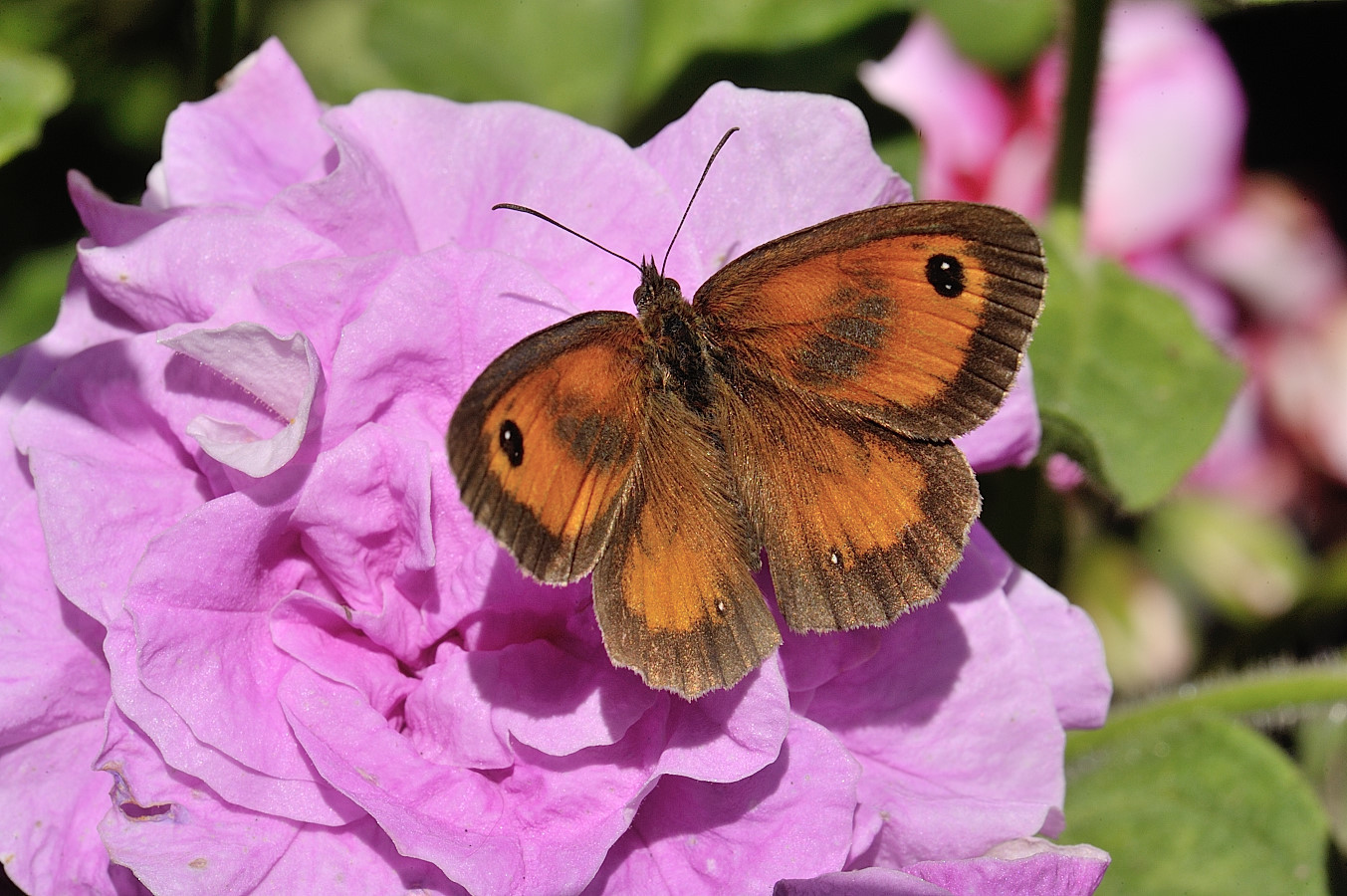 Wallpapers Animals Insects - Butterflies Amaryllis