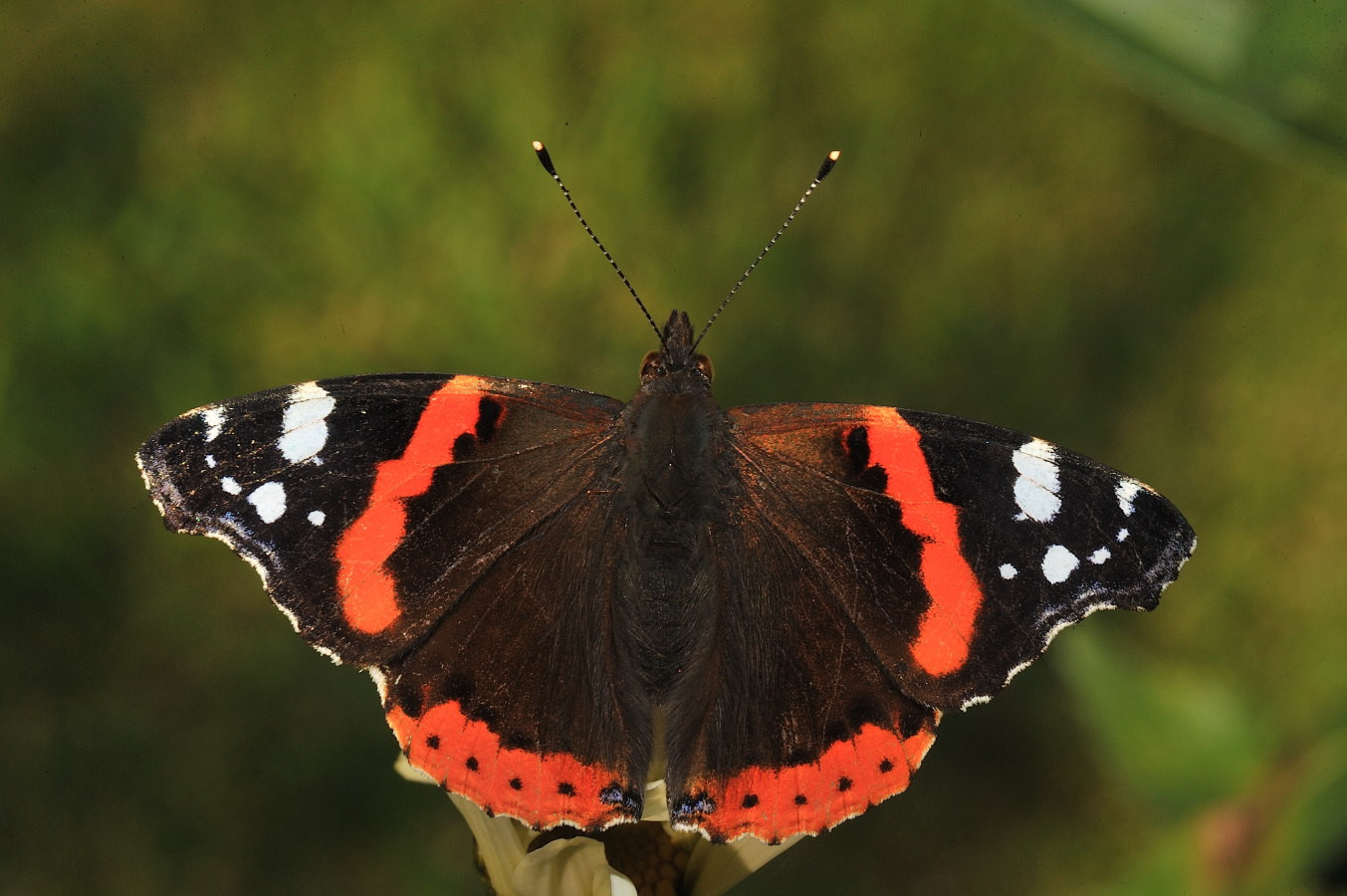 Fonds d'cran Animaux Insectes - Papillons Vulcain