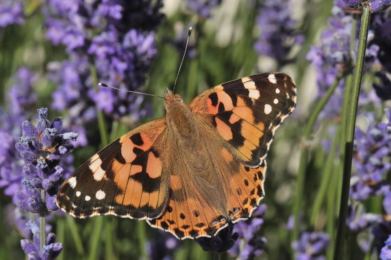 Fonds d'cran Animaux Insectes - Papillons Vanesse du chardon