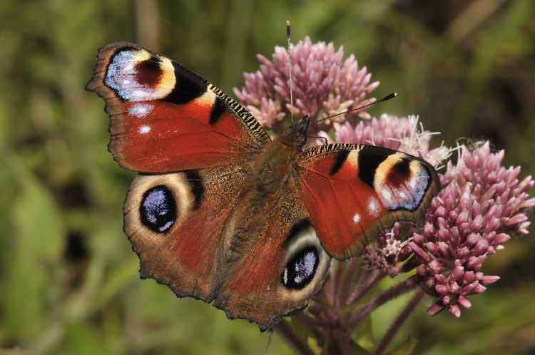 Wallpapers Animals Insects - Butterflies Paon du Jour