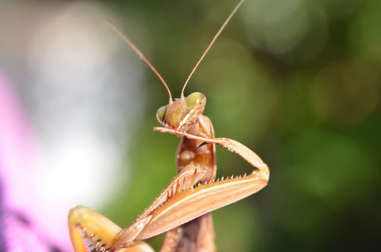 Fonds d'cran Animaux Insectes - Mantes Religieuse mante religieuse